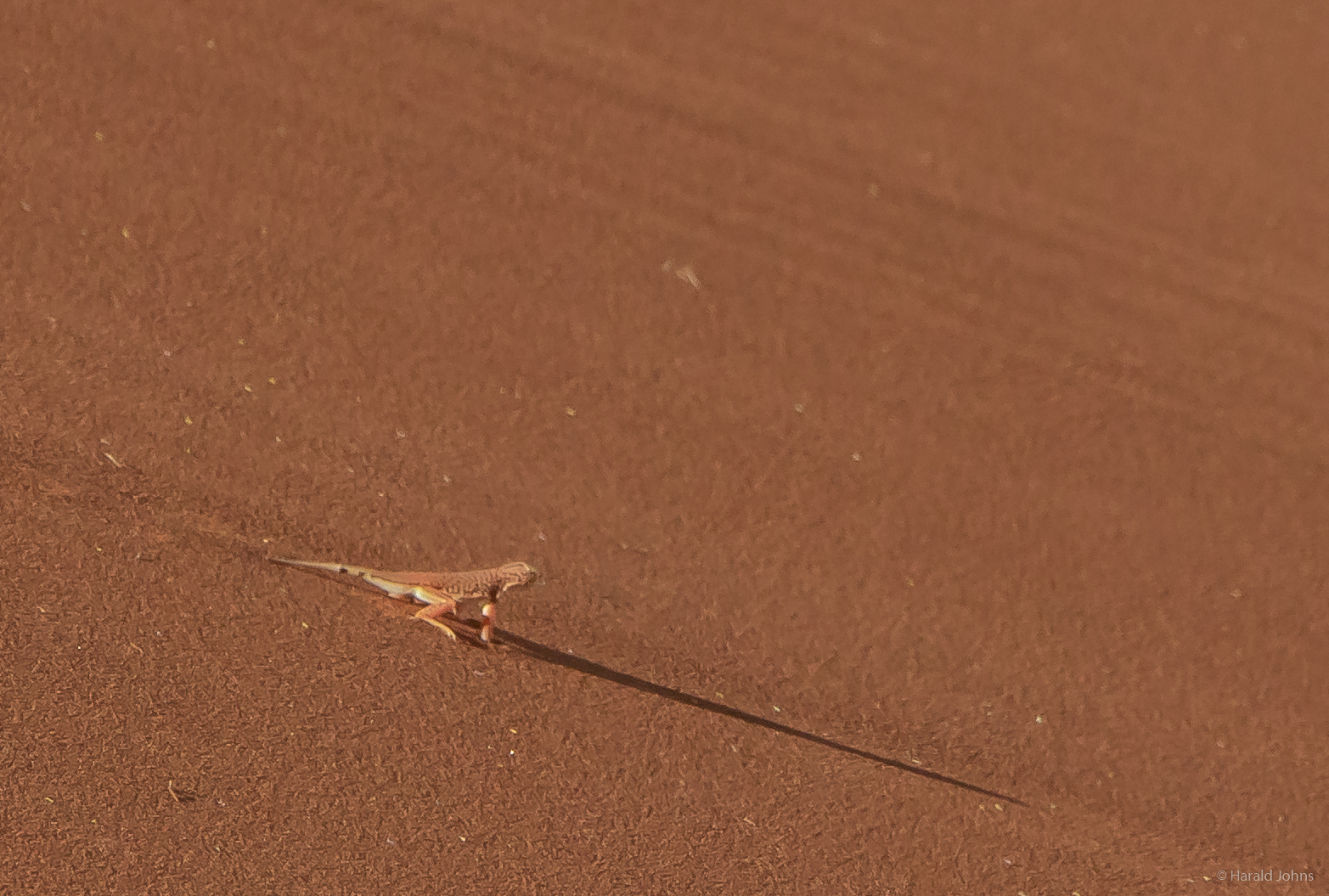 Eidechse in der Namib Wüste