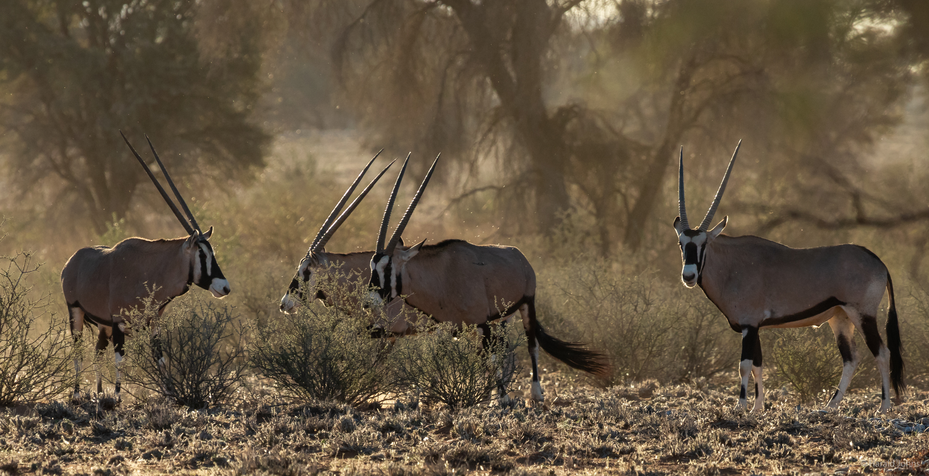 Oryx-Antilopen (Oryx), auch Spießböcke genannt