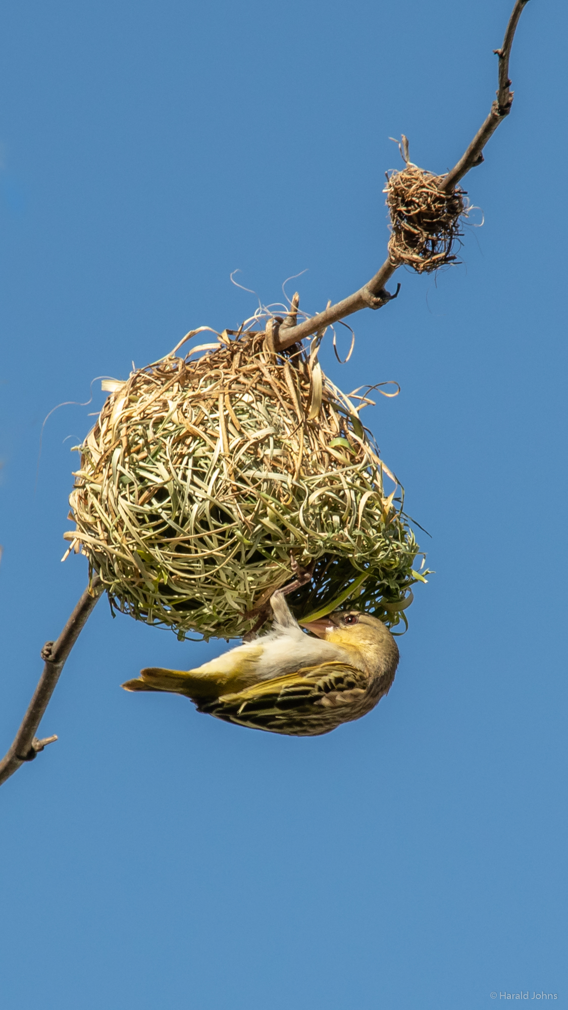 Webervogel am Nest