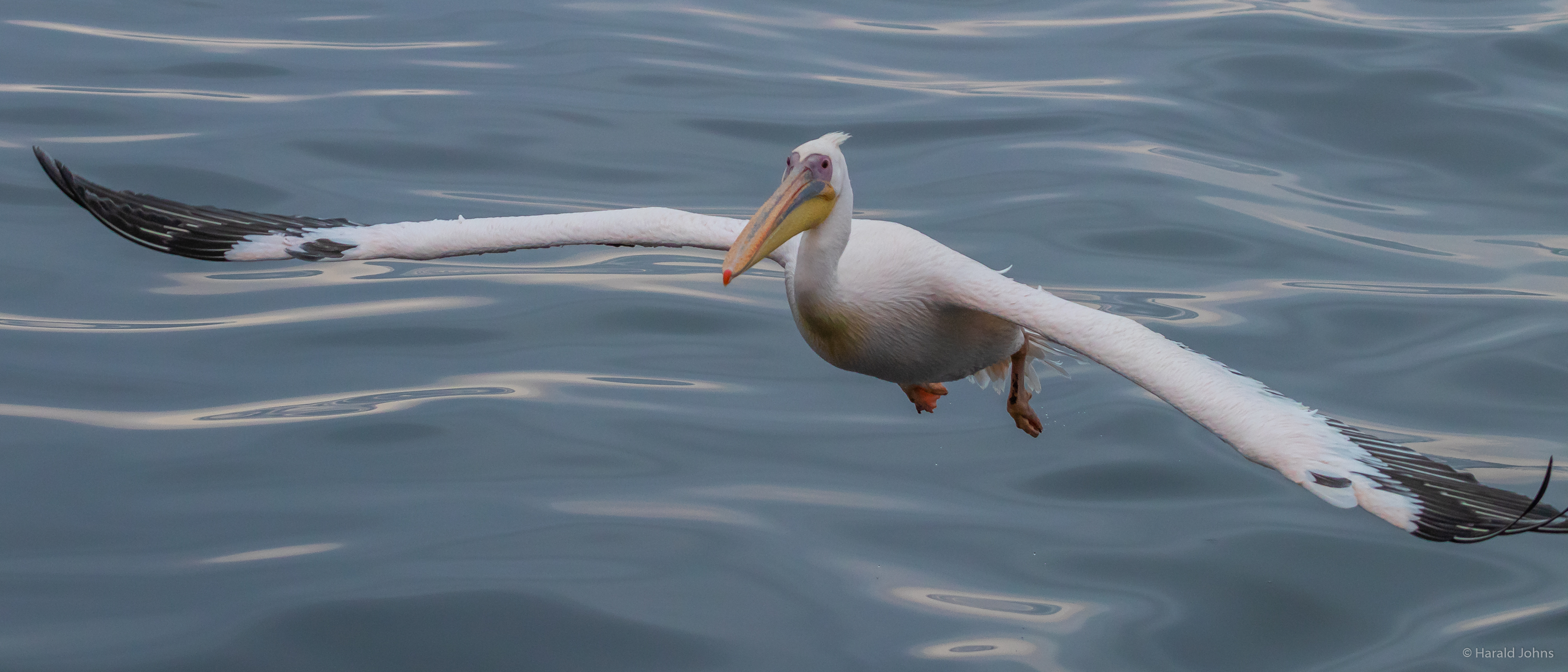 Pelican im Anflug ...