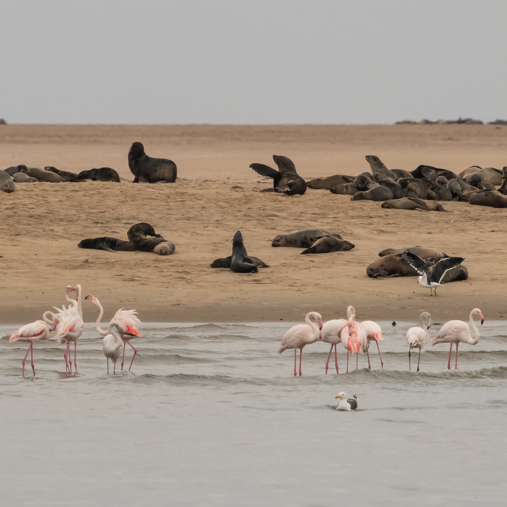 Robbenkolonie und Flamingos auf der Landzunge von Walvis Bay