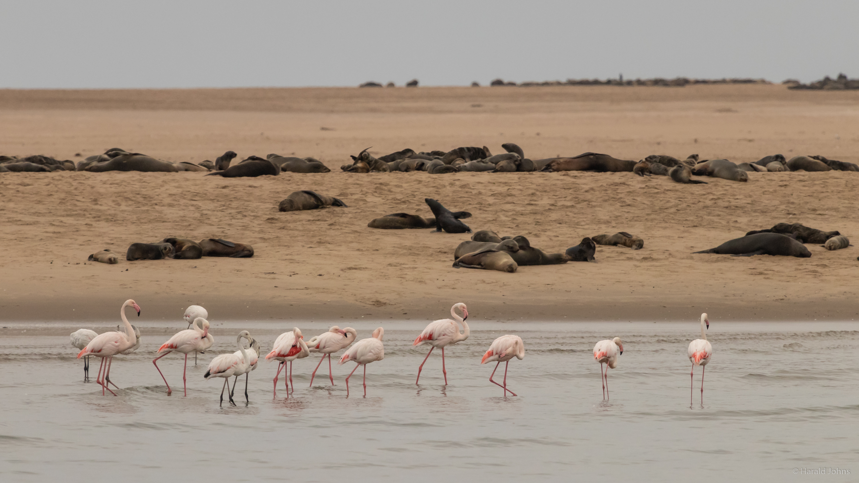 Robbenkolonie und Flamingos auf der Landzunge von Walvis Bay