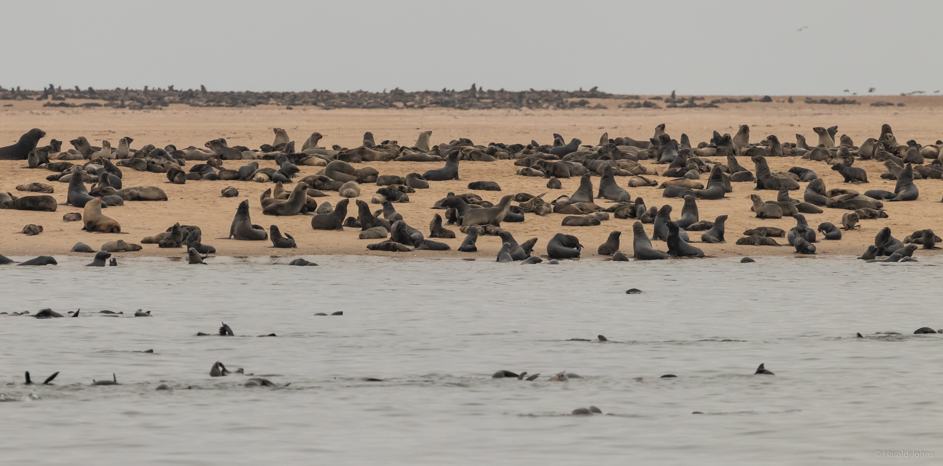 Viele Robben am Pelican Point