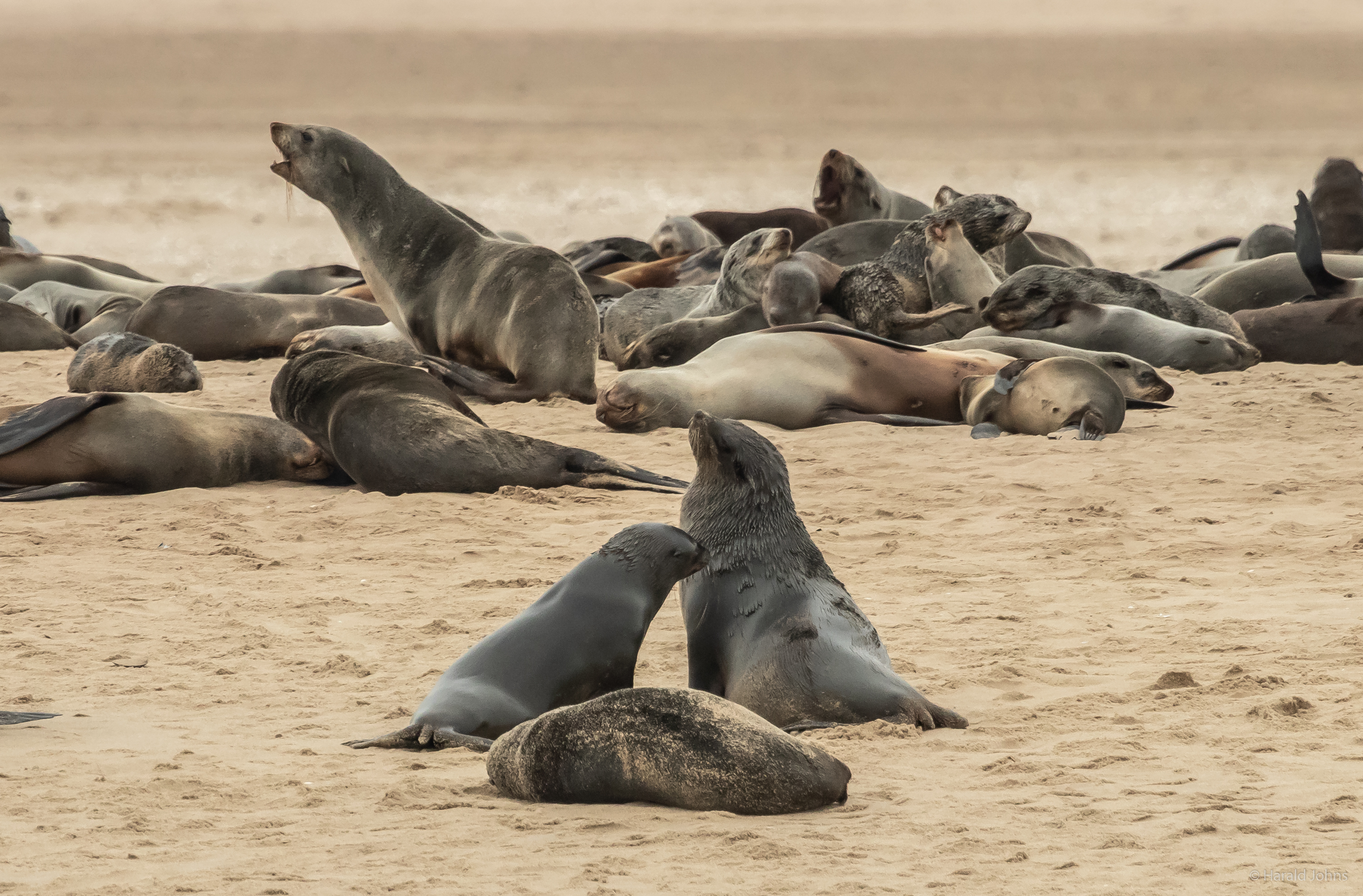 Südafrikanische Seebären im Sand