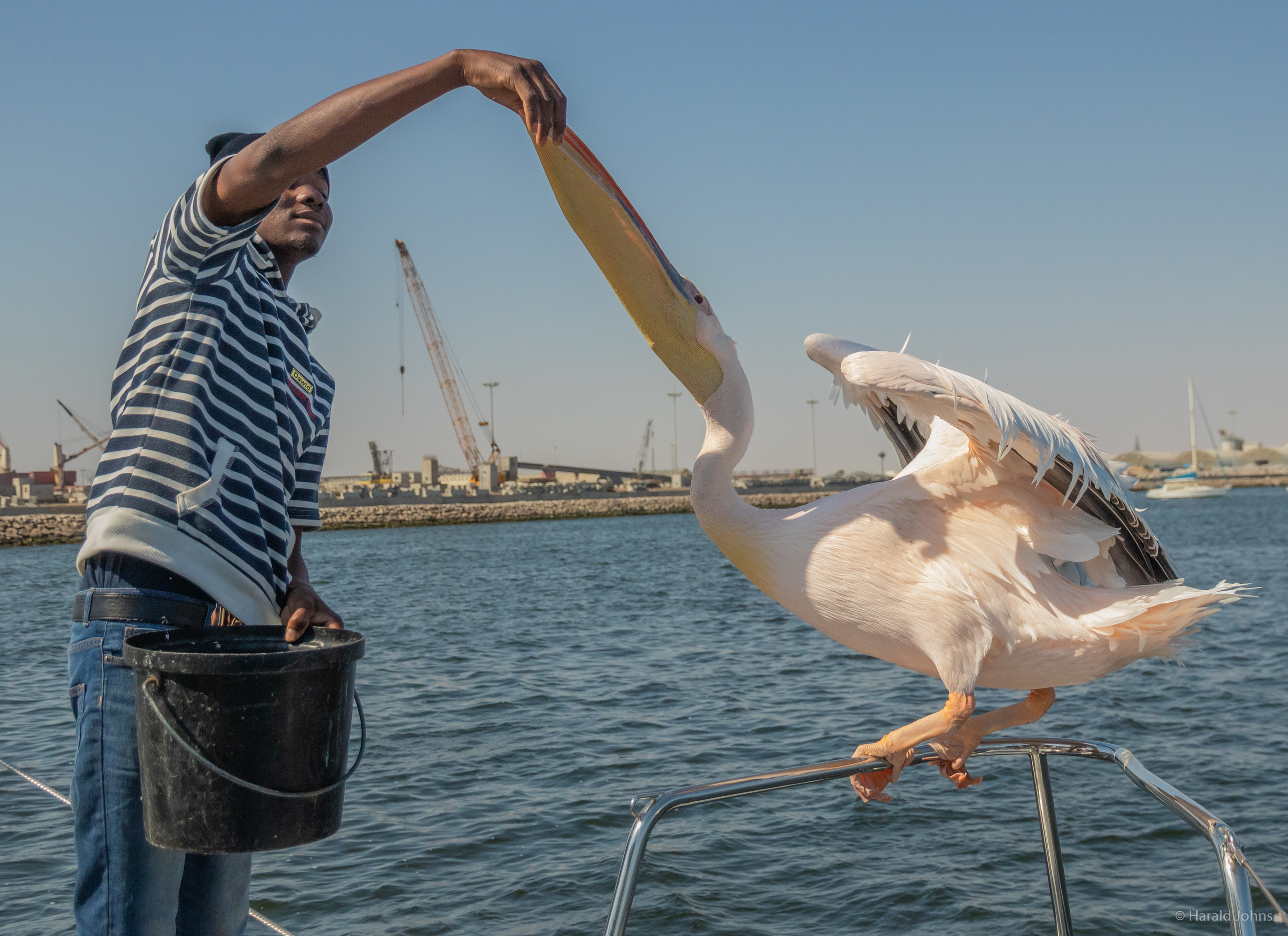 Ein Pelikan holt sich Futter ab und sammelt Fische in seinen dehnbaren Schnabel.