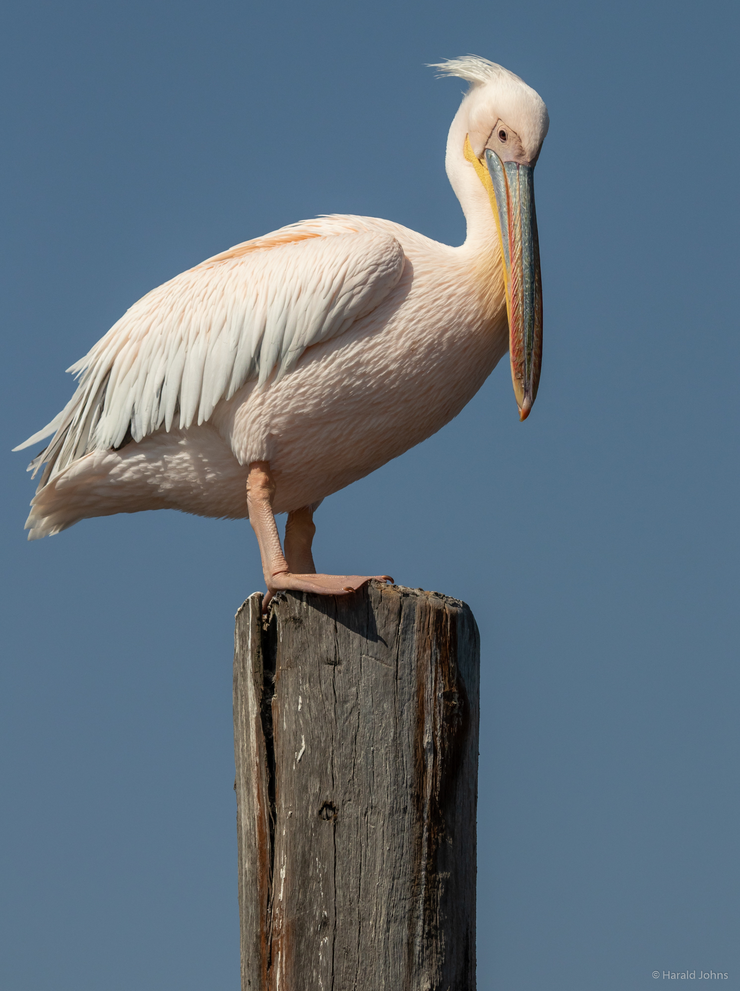 Pelikane sind schwer und gehören zu den größten flugfähigen Vögeln.