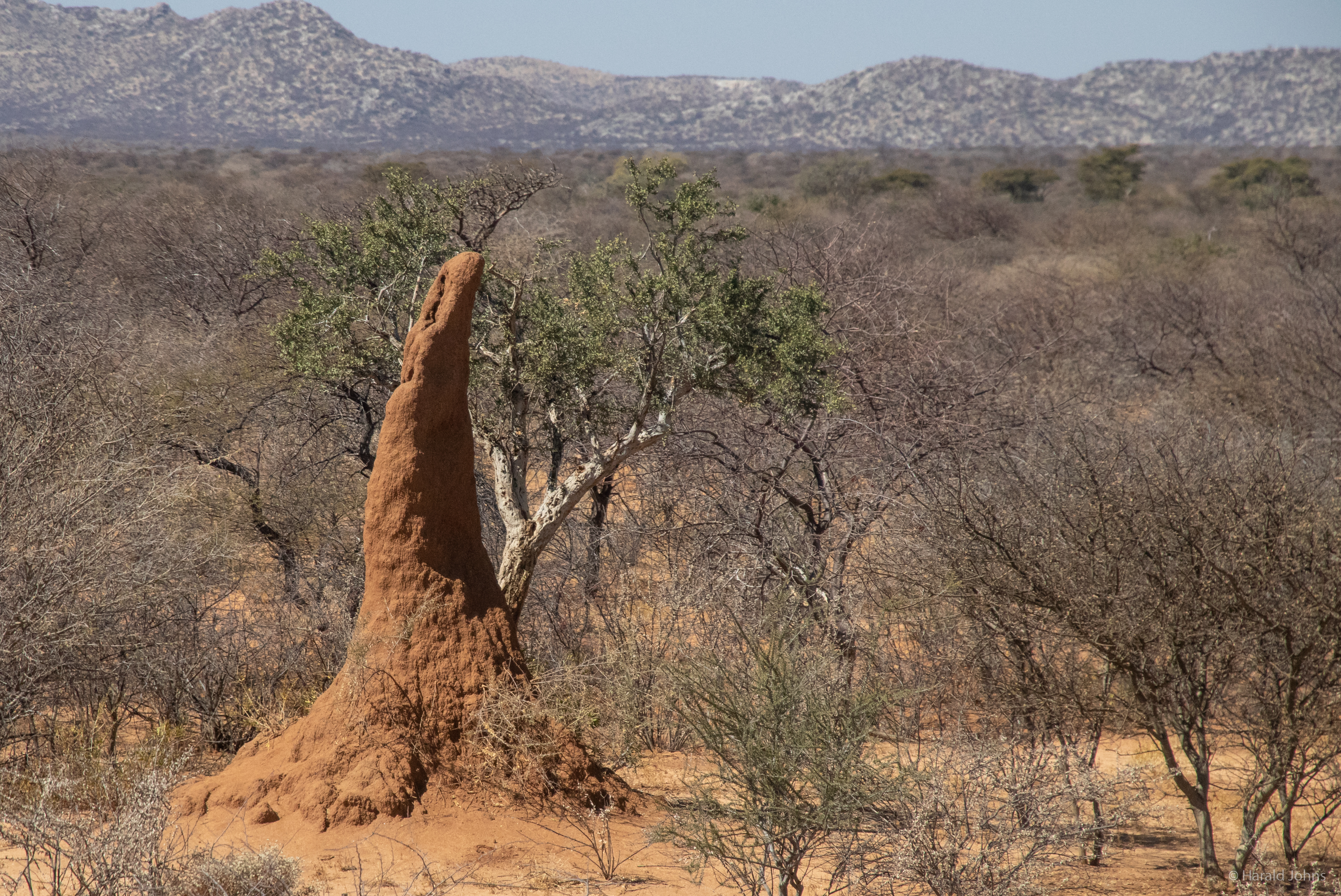 Termitenhügel können sehr groß werden