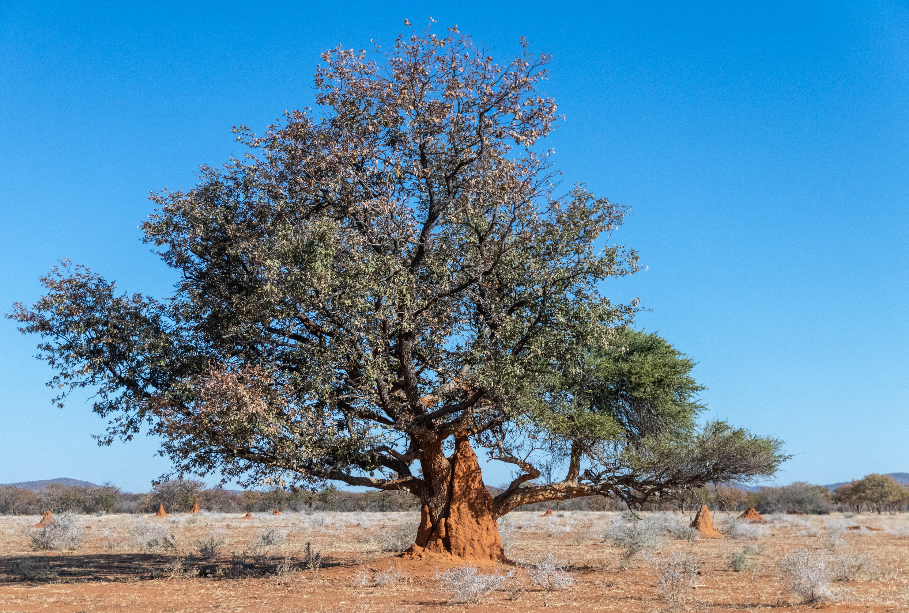 Termitenhügel am Baum