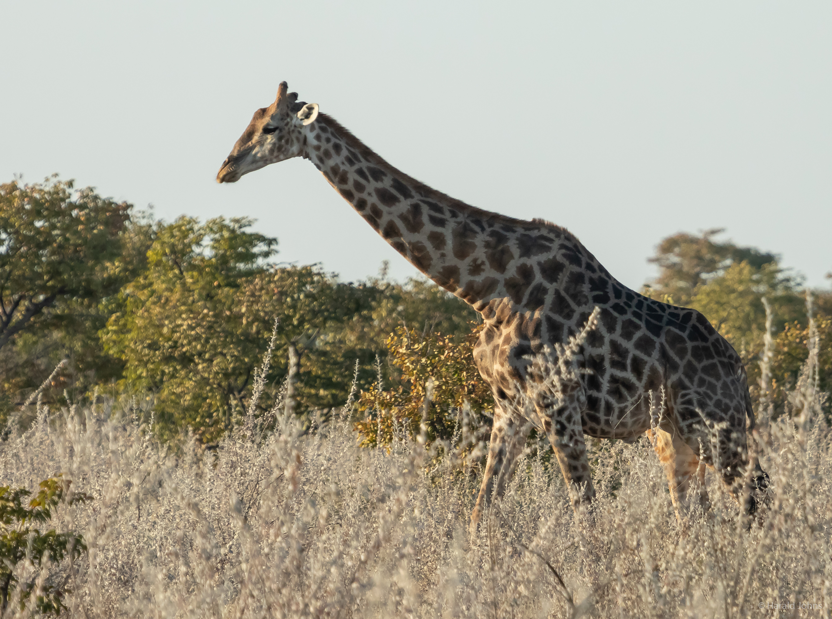 Ein solcher Giraffenbulle wird bis zu 6 Meter hoch.