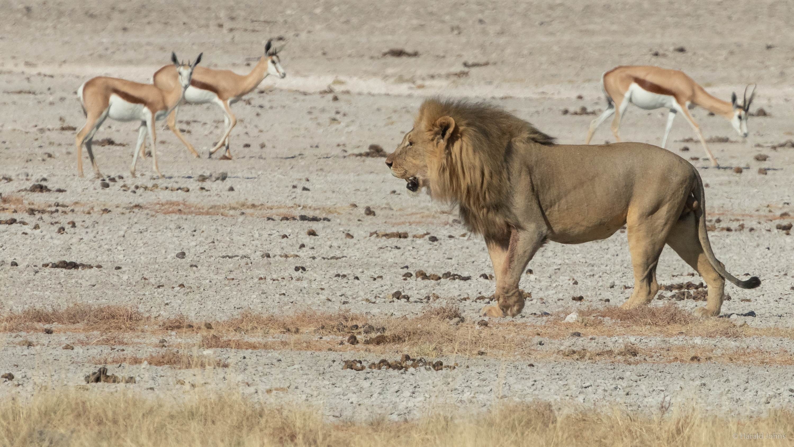 Entgegen der weit verbreiteten Annahme, dass männliche Löwen sich fast nur von der Beute ihrer Weibchen ernähren, ...