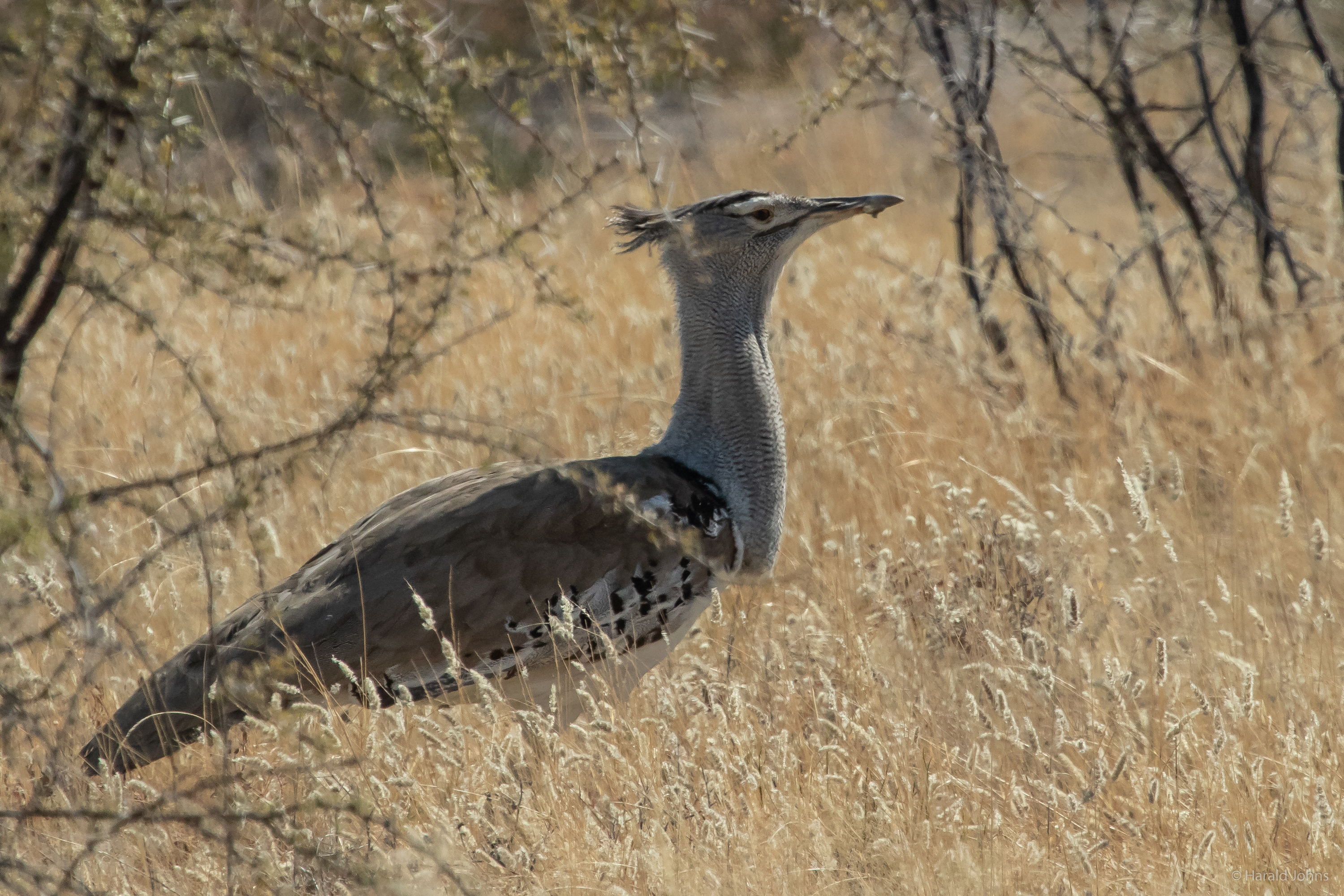 Riesentrappe, einer der schwersten flugfähigen Vögel, schreitet durchs Gras.