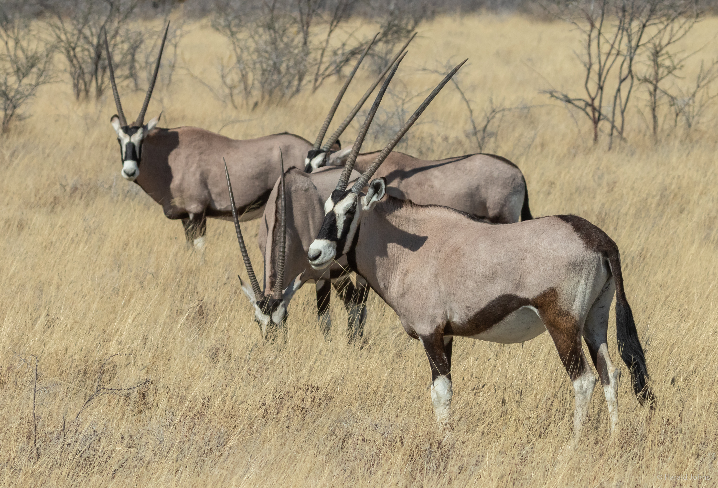 Große Oryx-Antilopen mit langen Hörnern ...