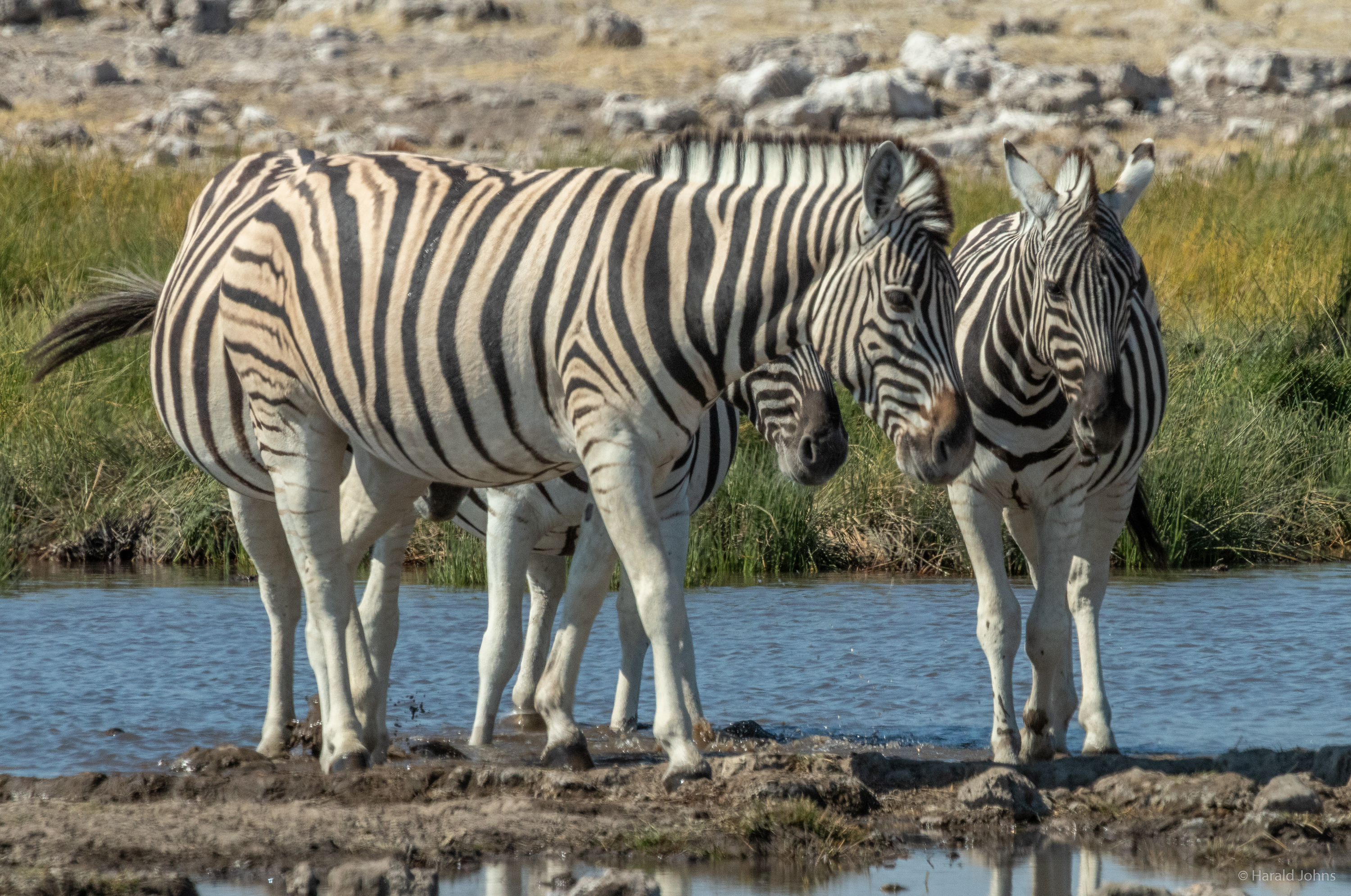 Zebras gehen zum Trinken ans Wasser.
