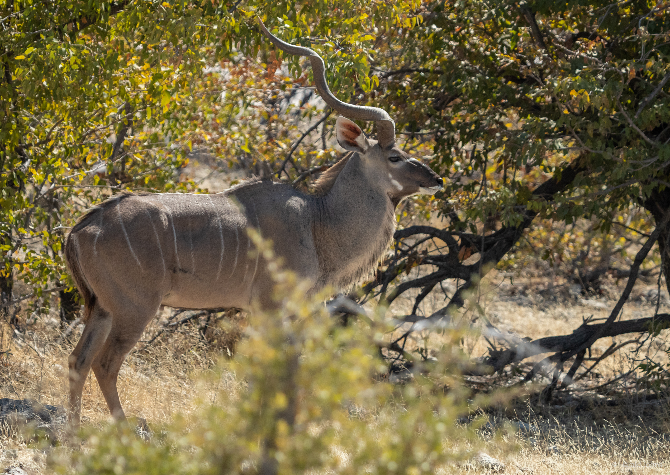 Kudu-Antilopen-Bock