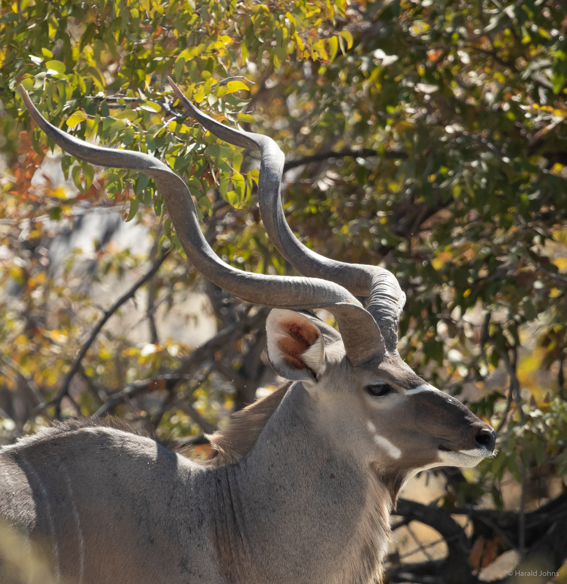 Kudu-Antilopen-Bock