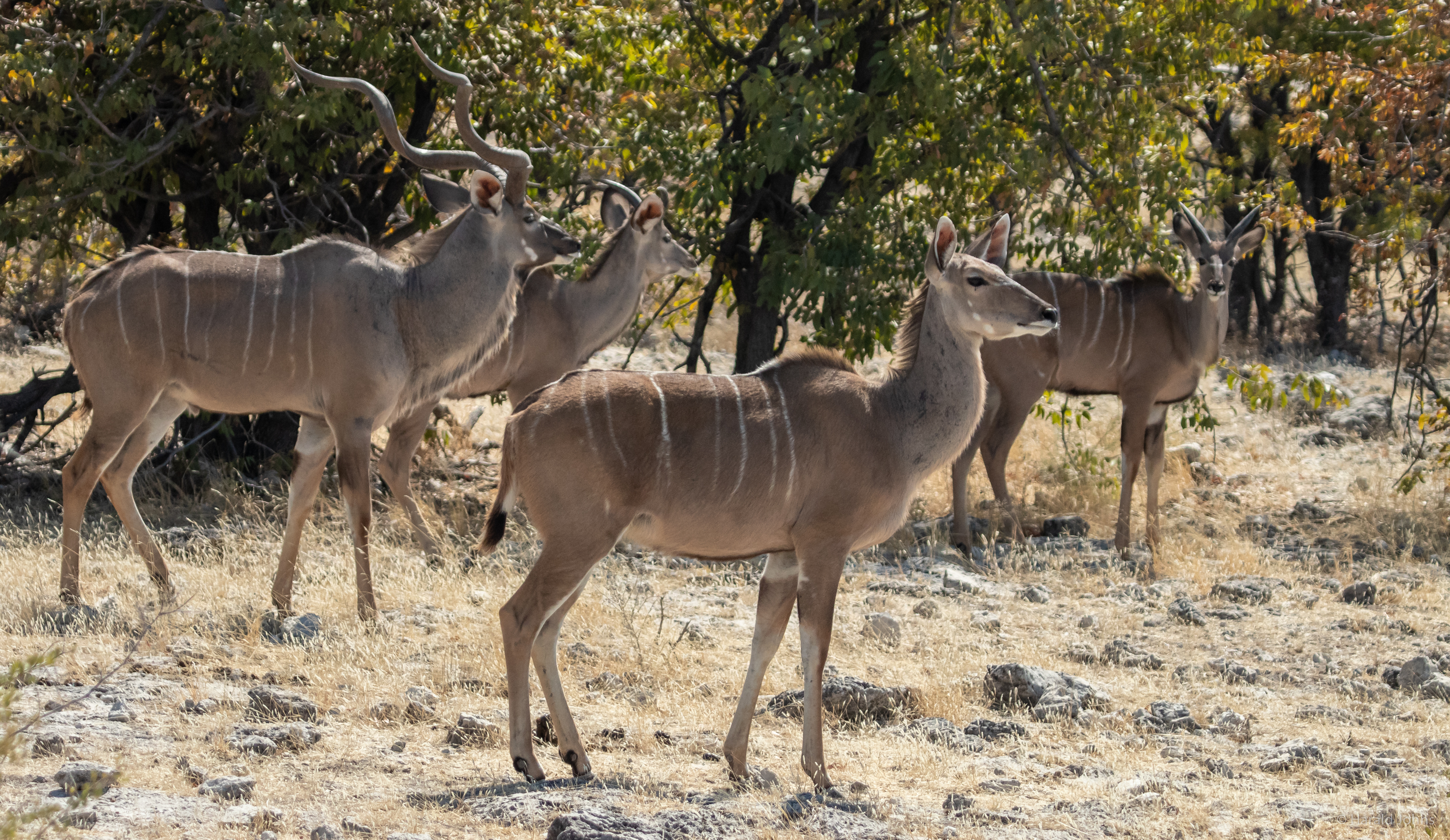 Kudu-Antilopen