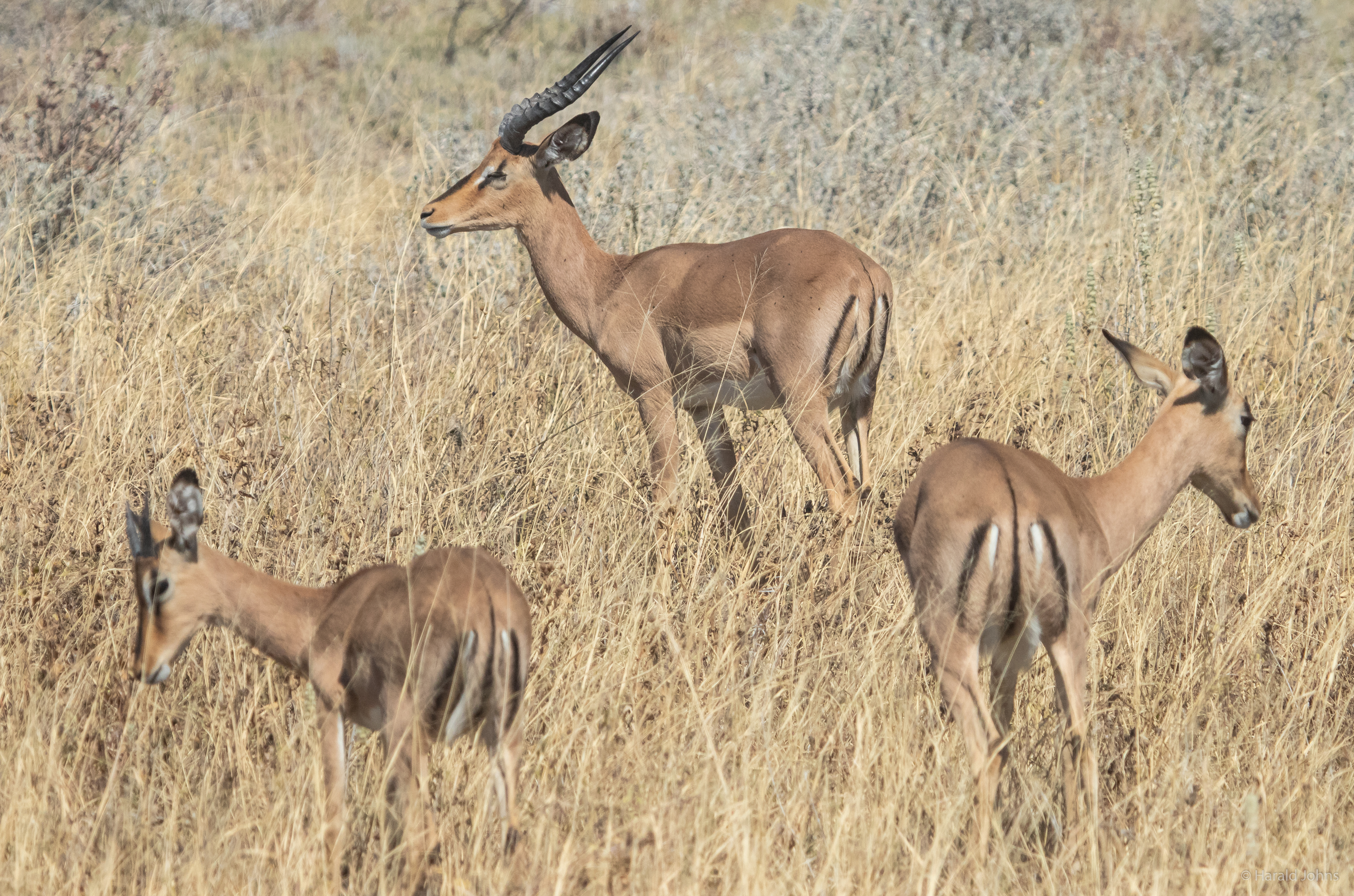 Impalas - Schwarznasenimpalas in ihrem Habitat