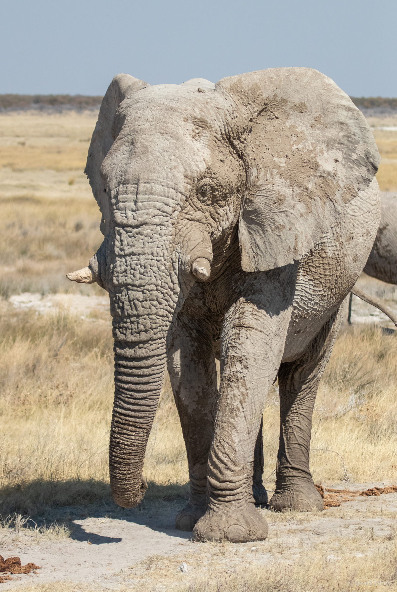 Auch Elefanten suchen Wasserstellen auf und bedecken sich mit Staub.