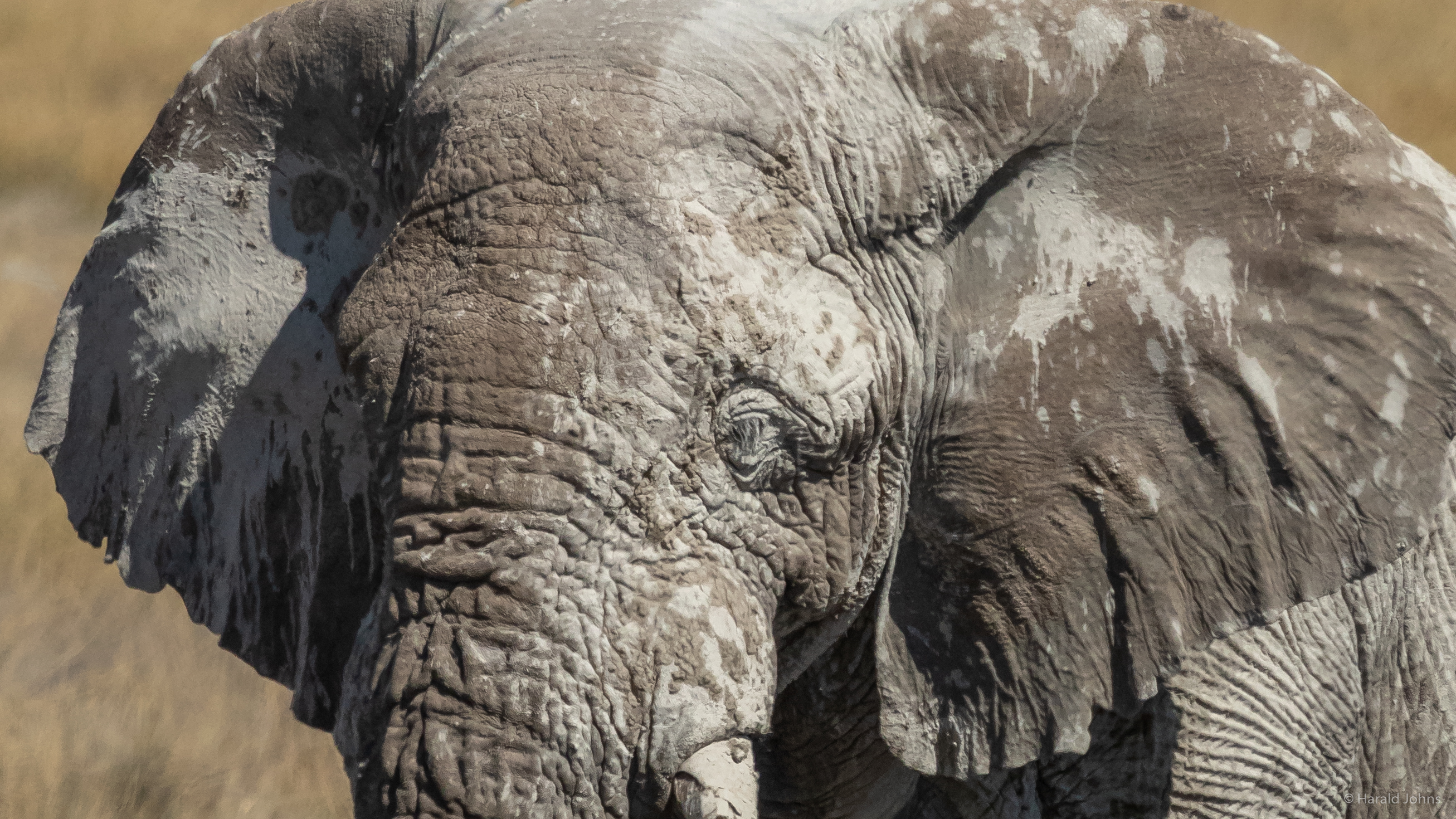 Durch den hellen kalkhaltigen Boden nehmen auch die Elefanten die helle Farbe an ...