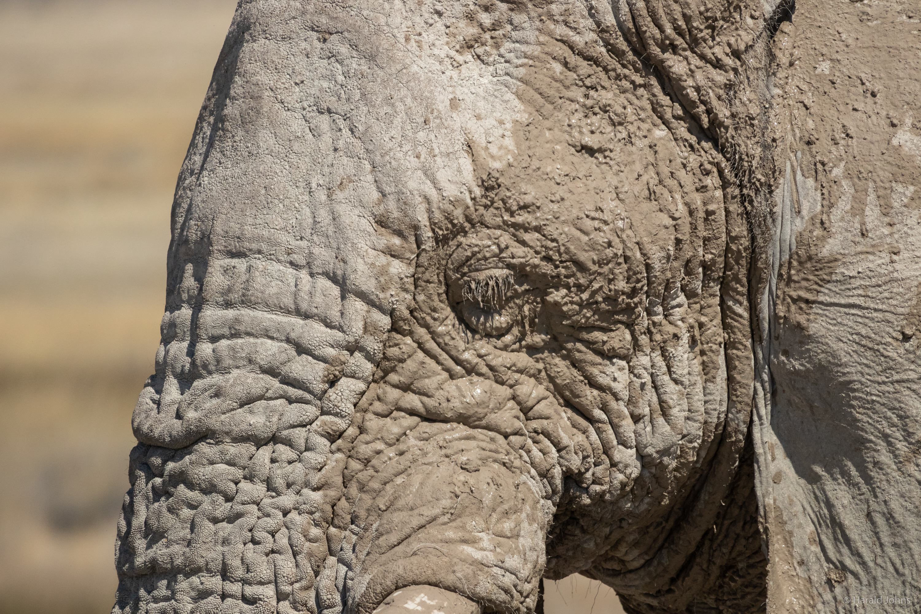 Die Elefanten Namibias sind die größten Afrikas.