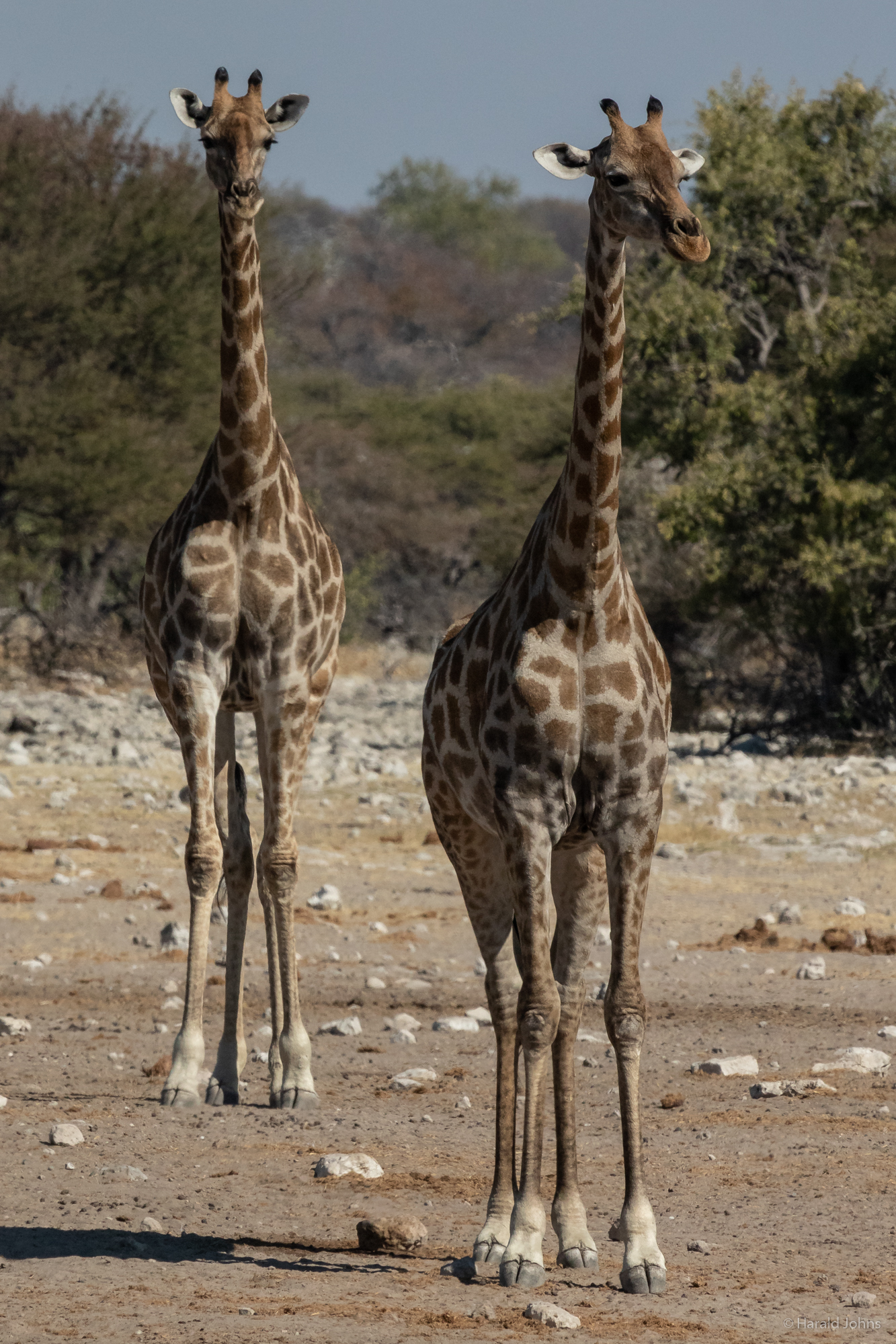 Auch diese Giraffen wollen an die Wasserstelle ...