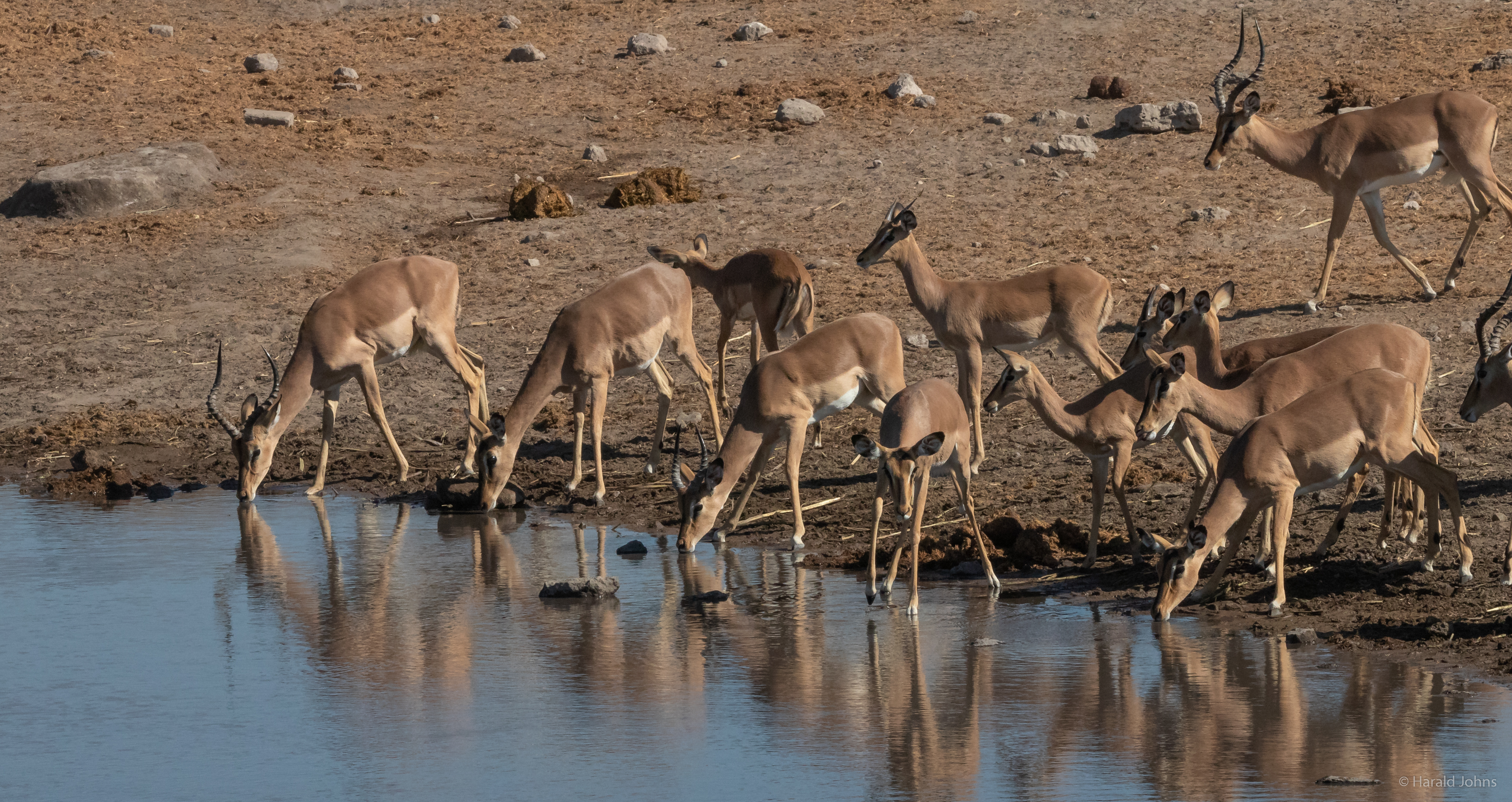 Impalas trinken sehr vorsichtig, denn im vielen Wasserstellen können Gefahren lauern.