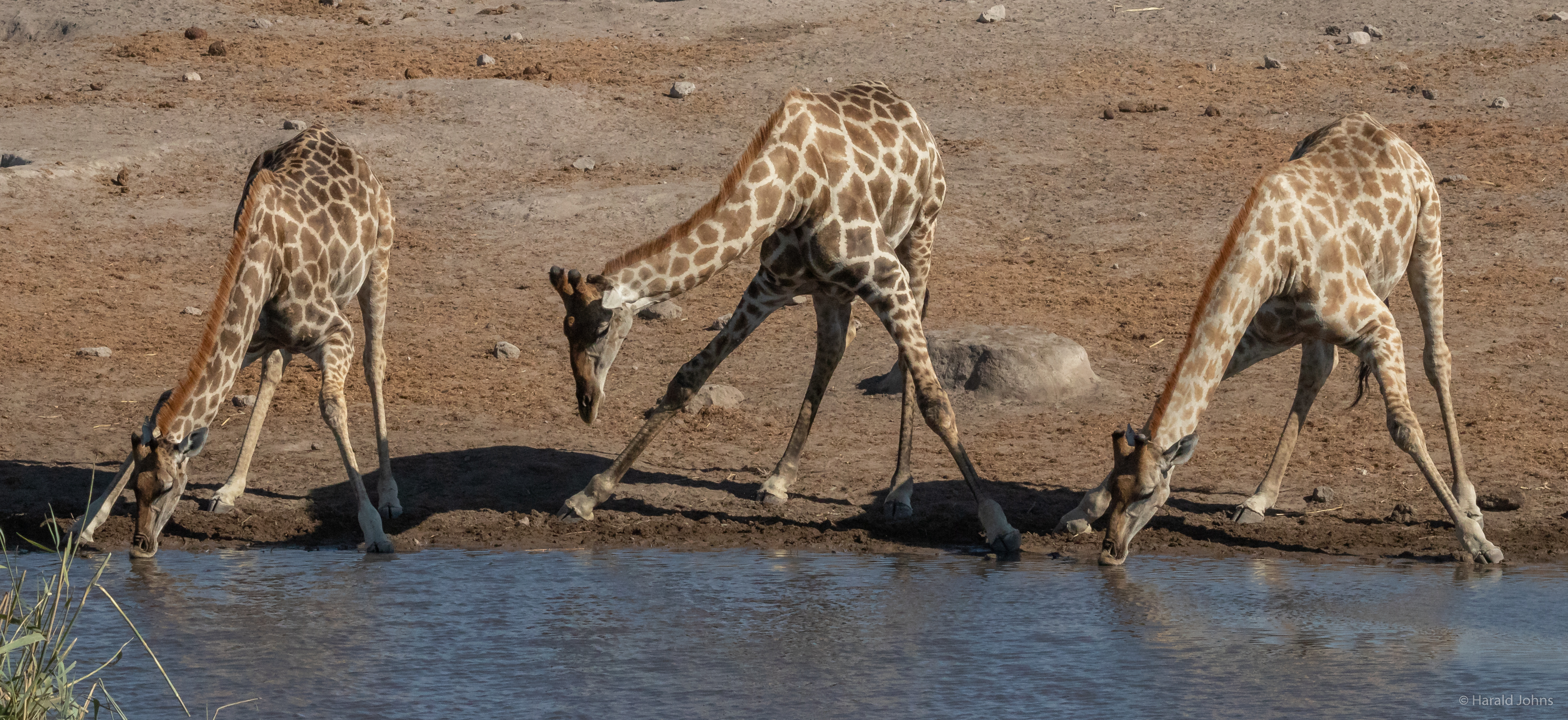 Die Giraffen müssen weit runter. Auch sie scheuen schnell, wegen Gefahren im Wasser.