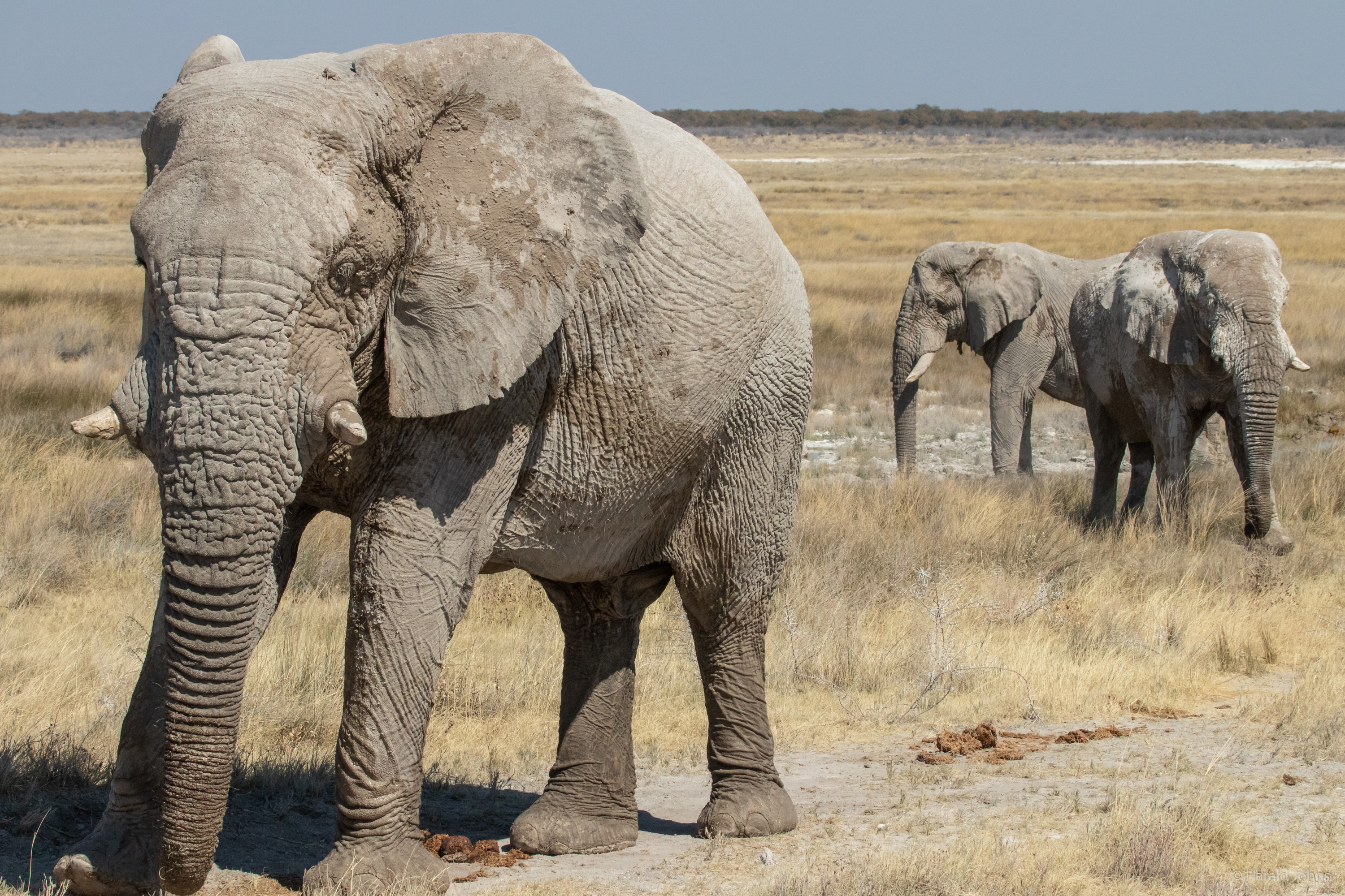 Ihre Stoßzähne bleiben jedoch kurz und brechen häufig ab, da den Elefanten im Etosha bestimmte Nährstoffe fehlen.