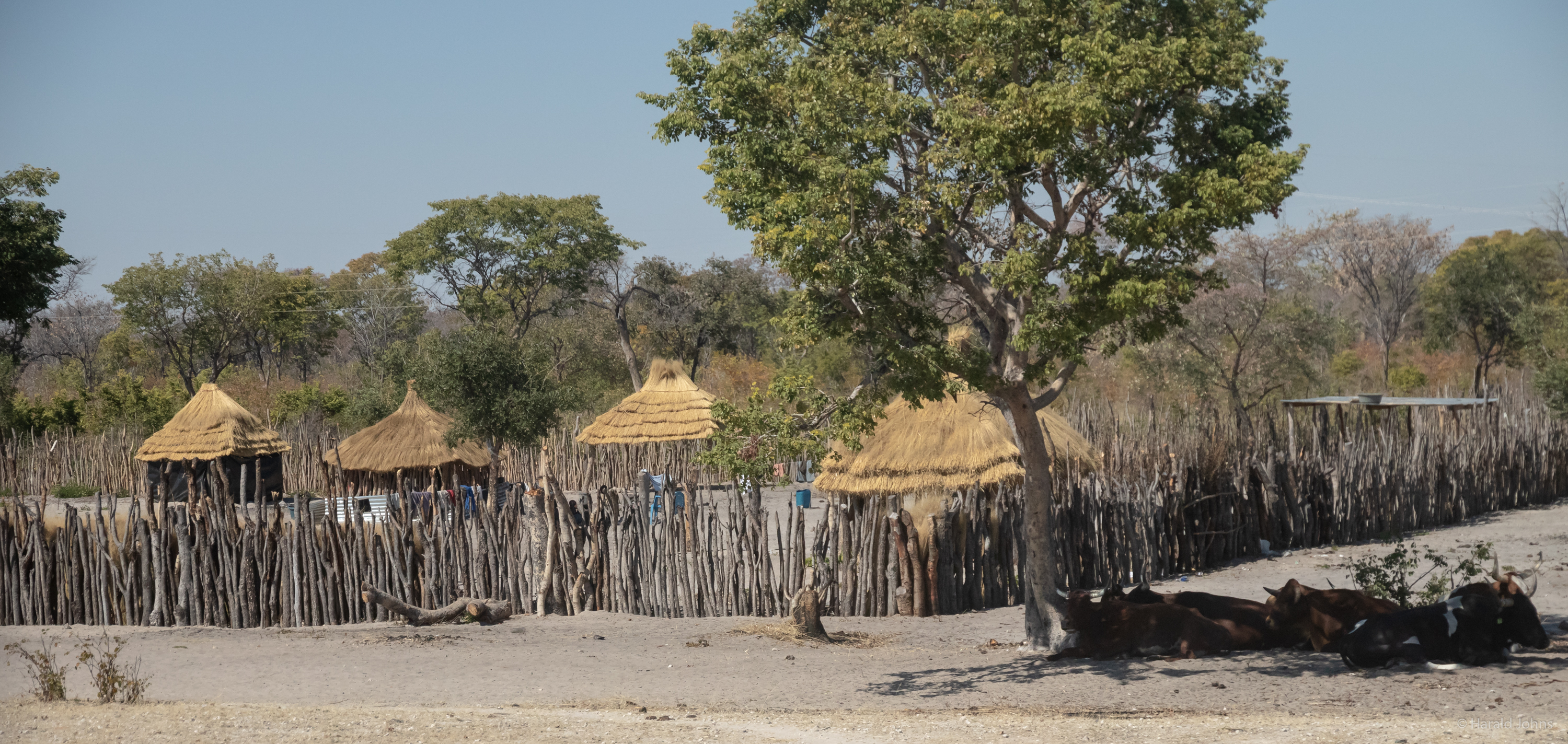 Siedlung mit Viehherde - Region Kavango-Ost bei Rundu