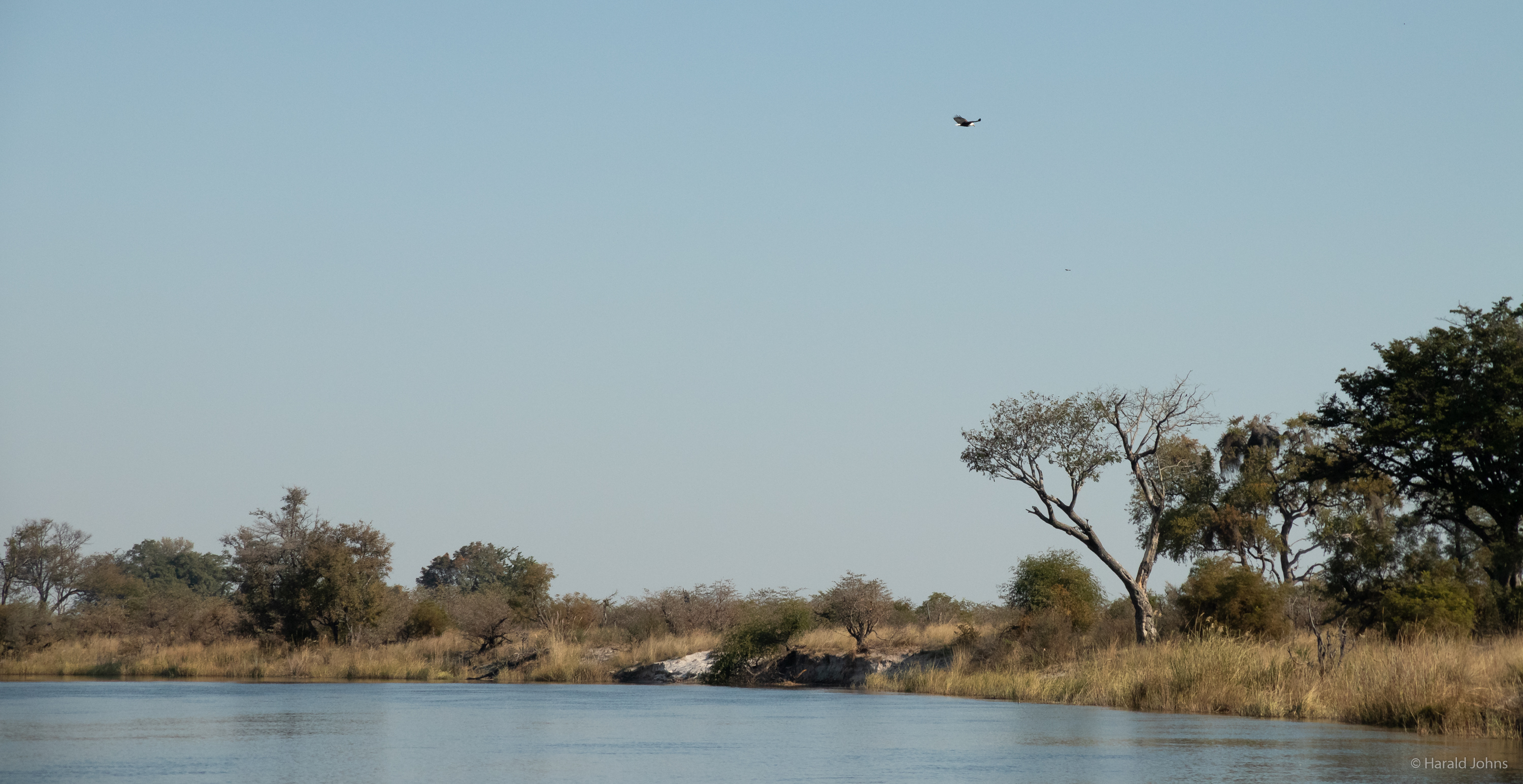 Seeadler über dem Kwando River, die Grenze zu Botswana