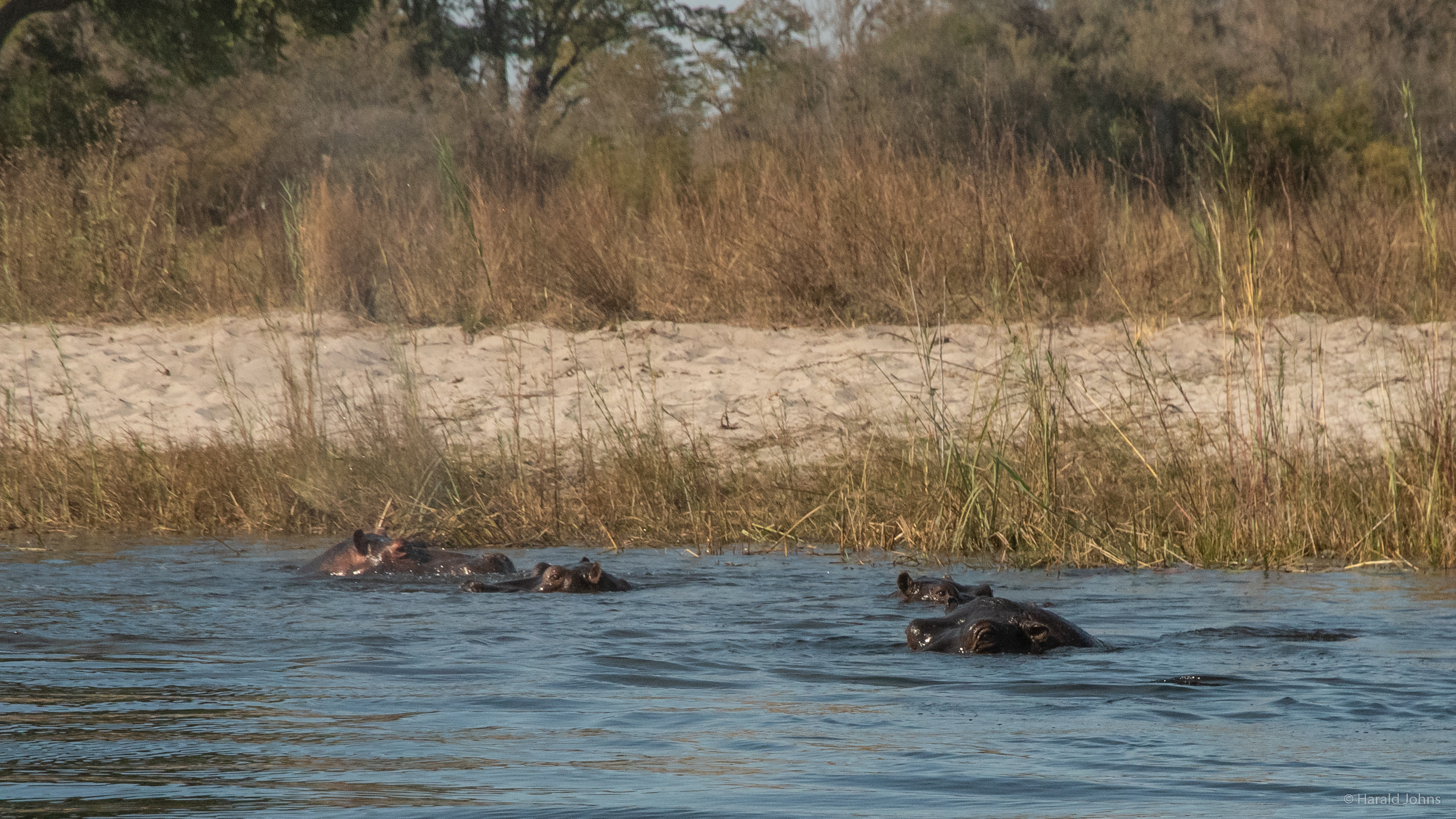 Flusspferde im Kwando River