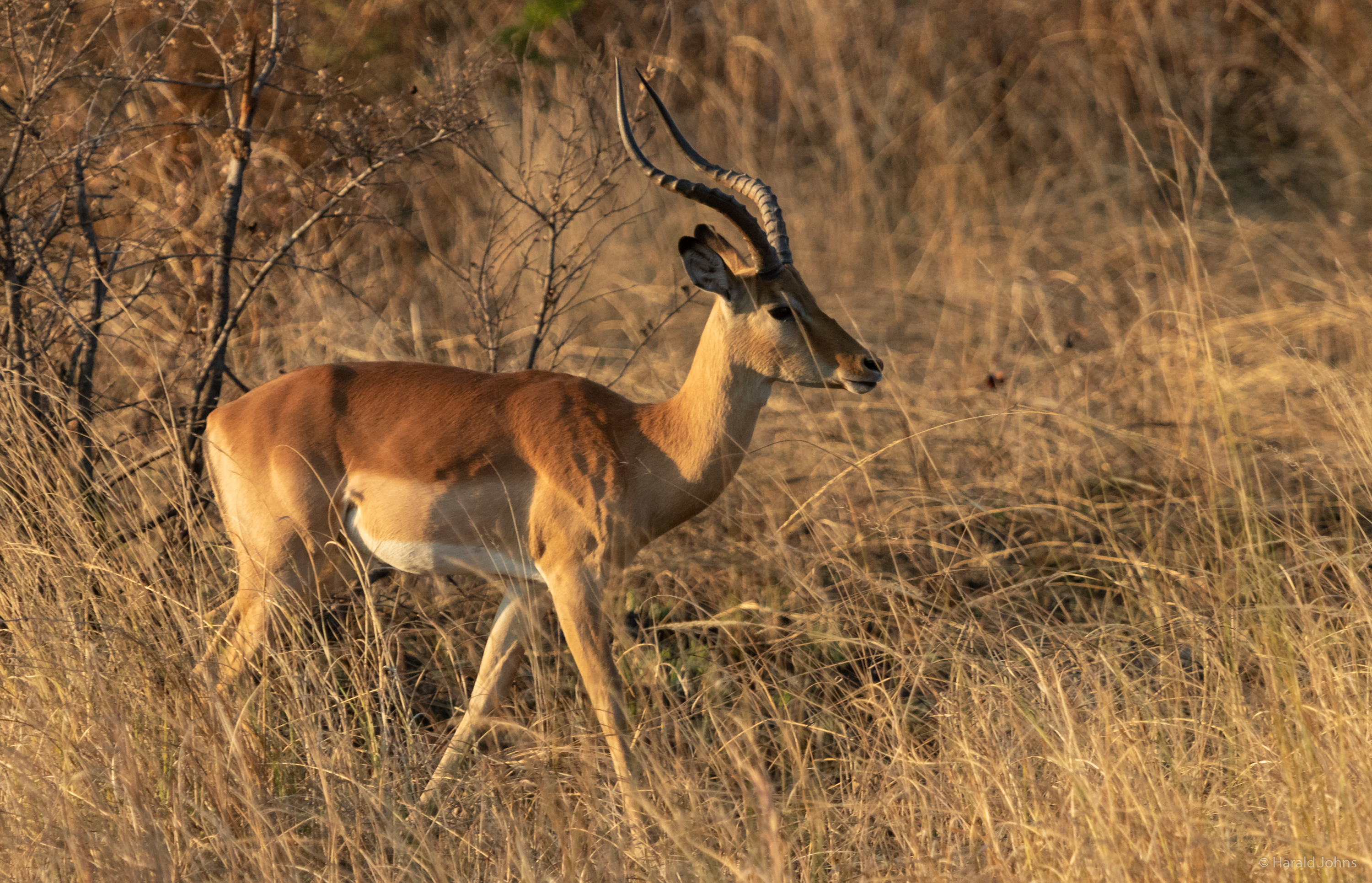 Statt Schwarznasenimpalas im Etosha-Nationalparks gibt es hier im Sambesi die Impala-Schwarzfersenantilope