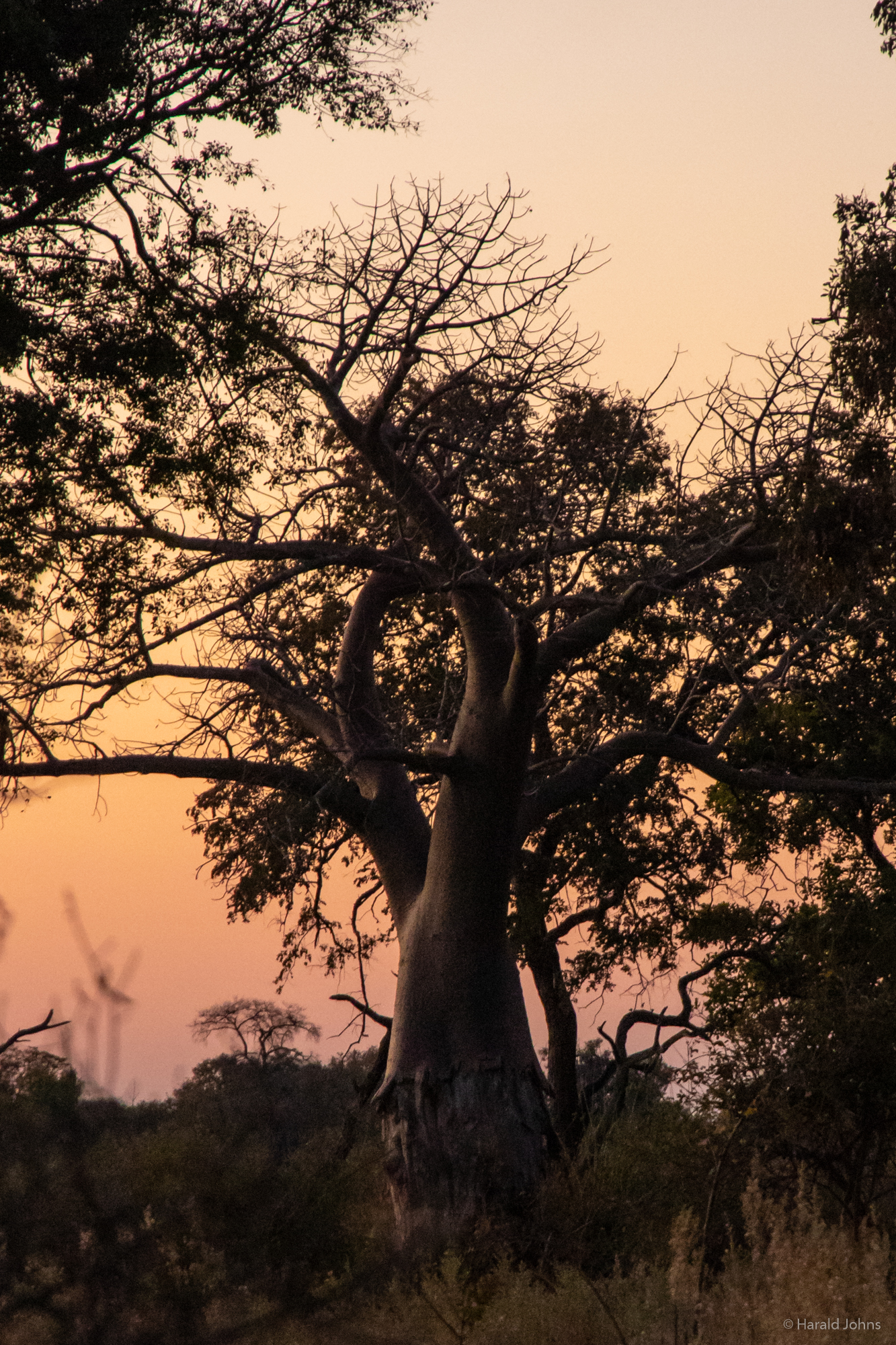 Afrikanische Affenbrotbaum