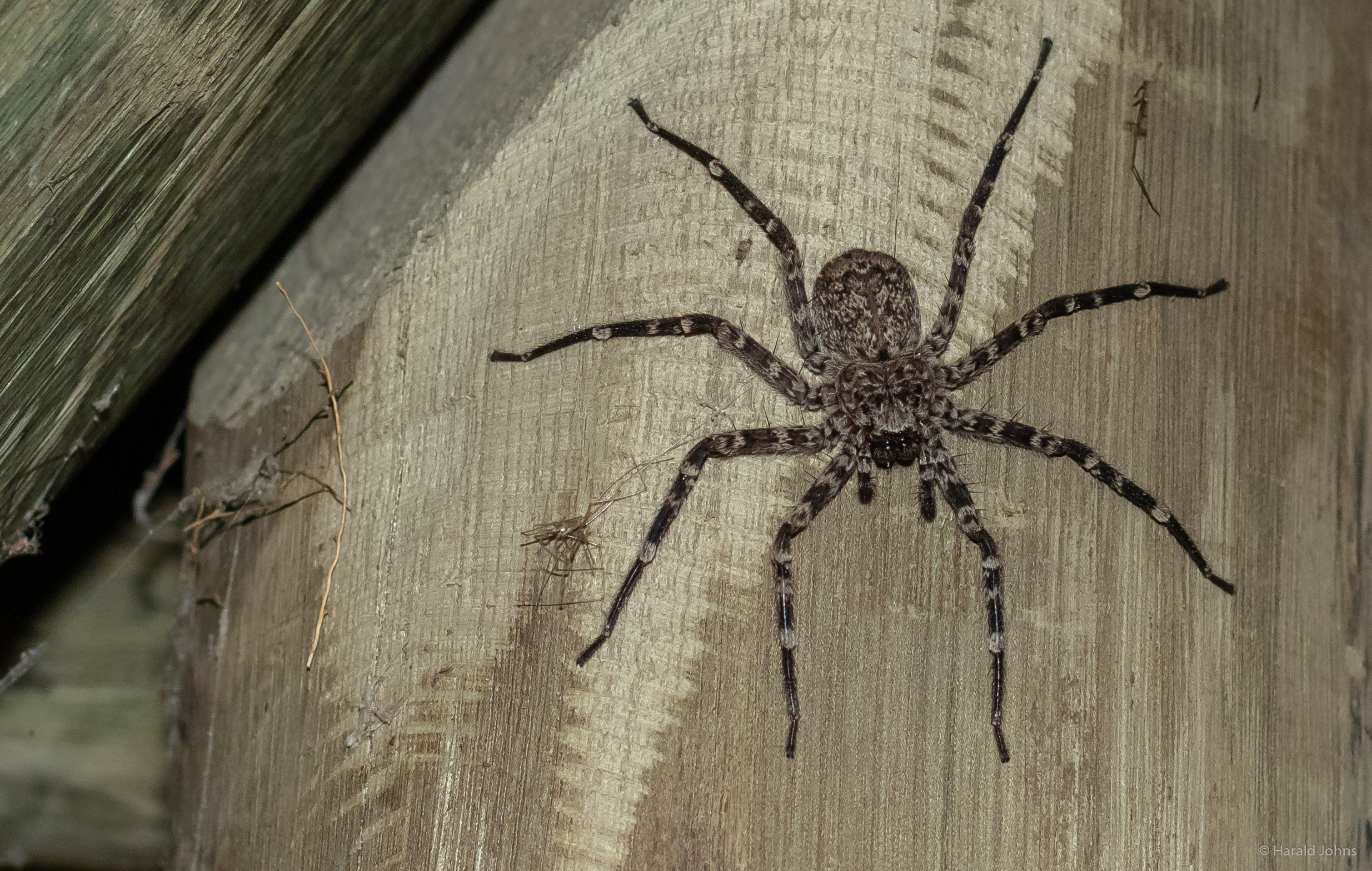 ineressanter Besuch in der Lodge, Tarantel? Wohl eine Selenops-Spinne.