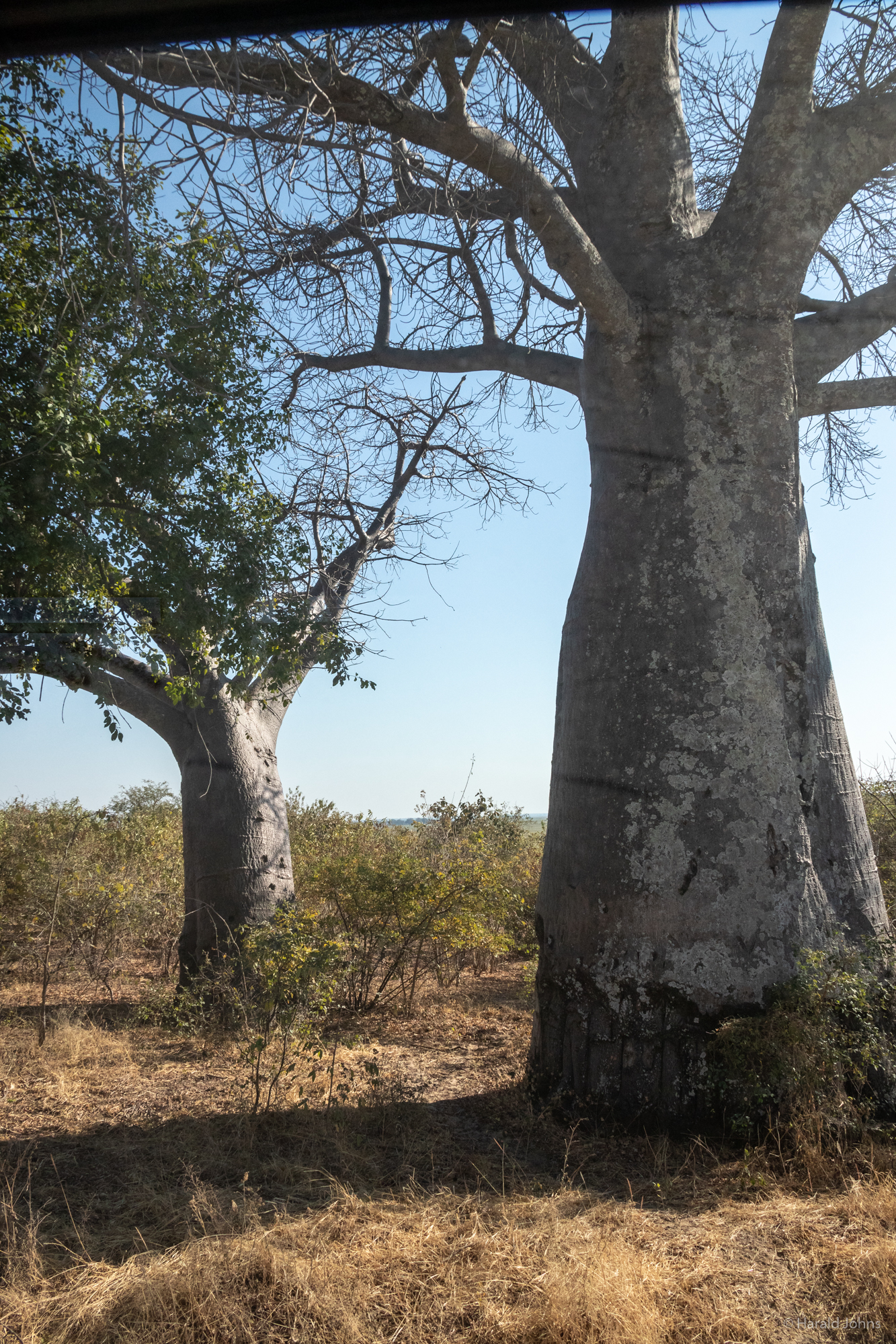 Gewaltige Affenbrotbäume (Baobab) mit ihren dicken Stämmen.