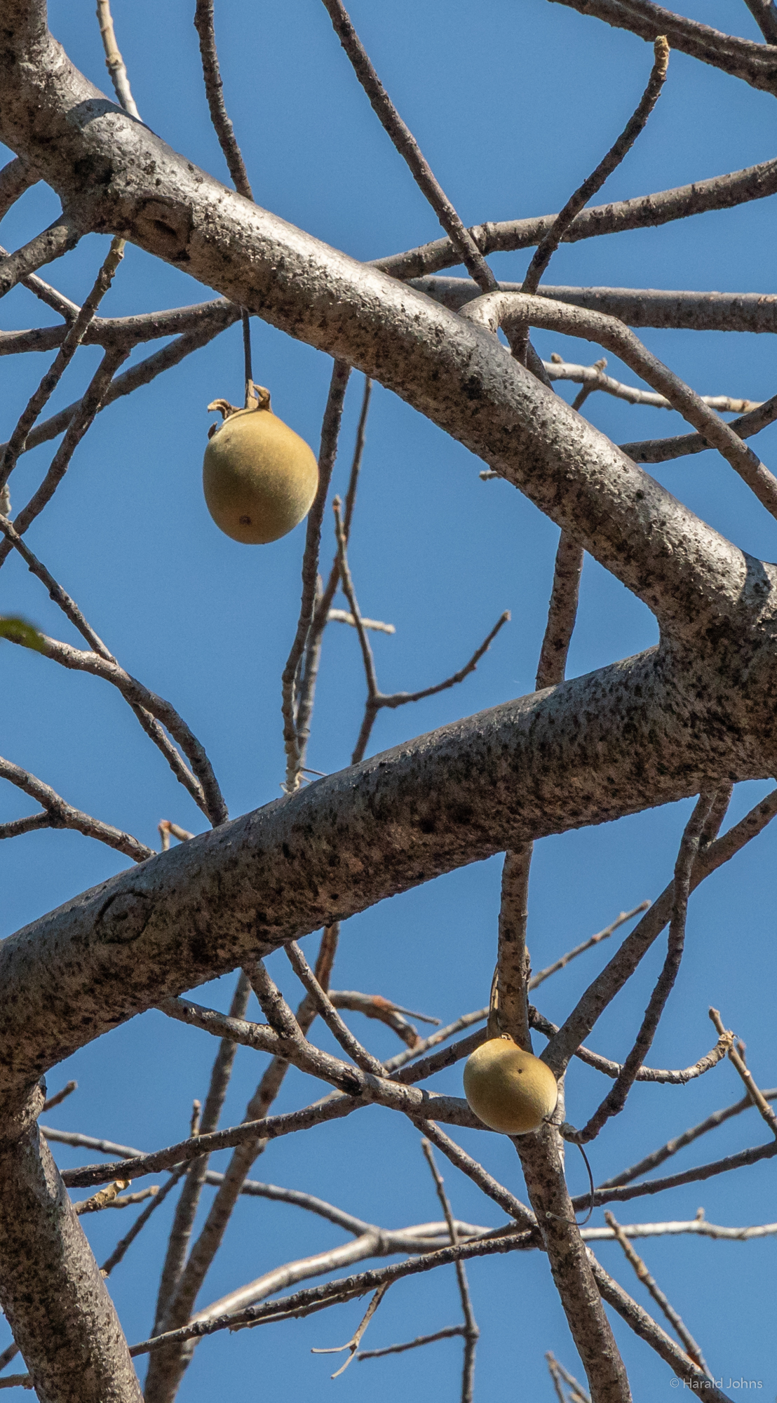 Affenbrotbaum-Früchte