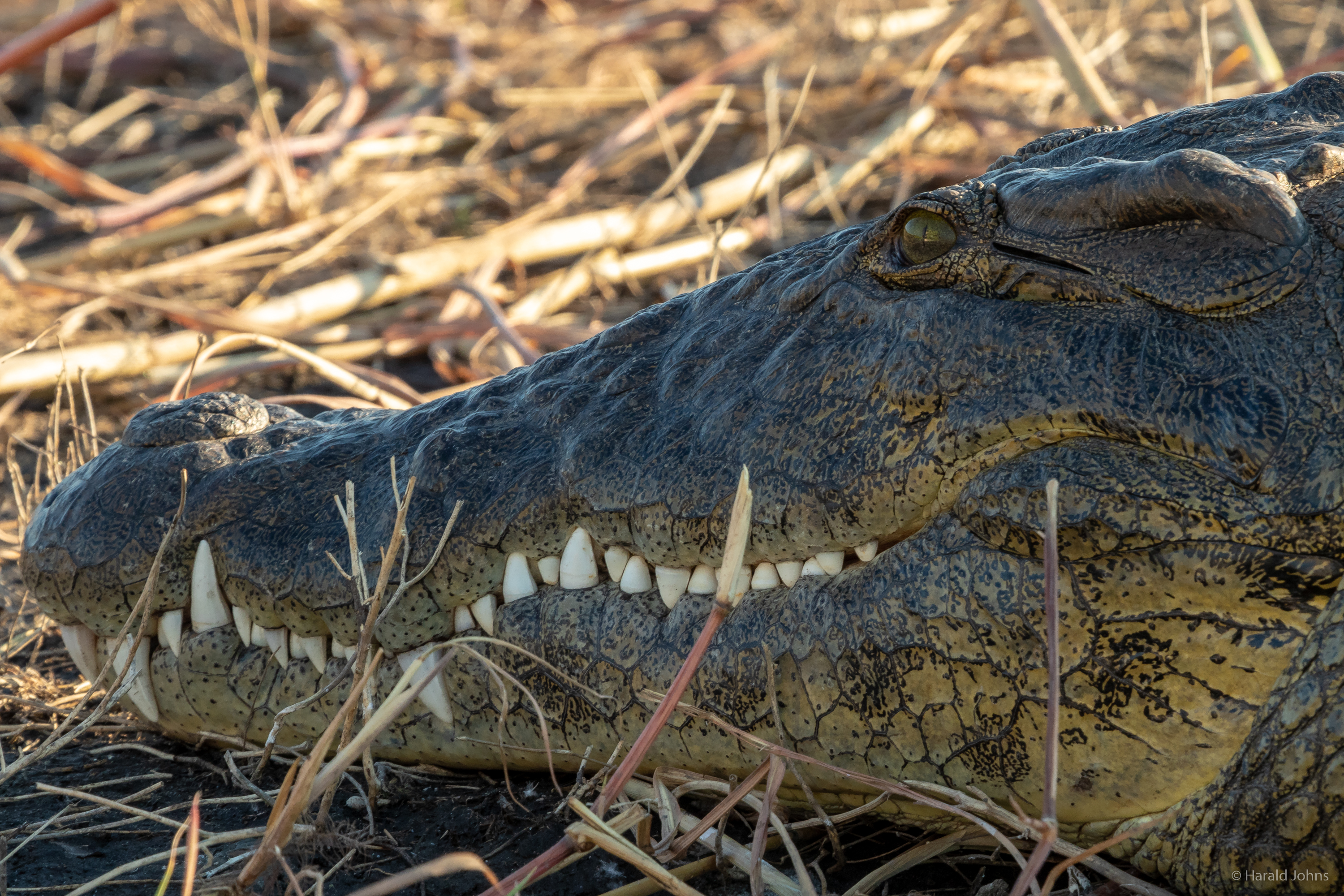 Dem Krokodiel stört unsere Nähe nicht.