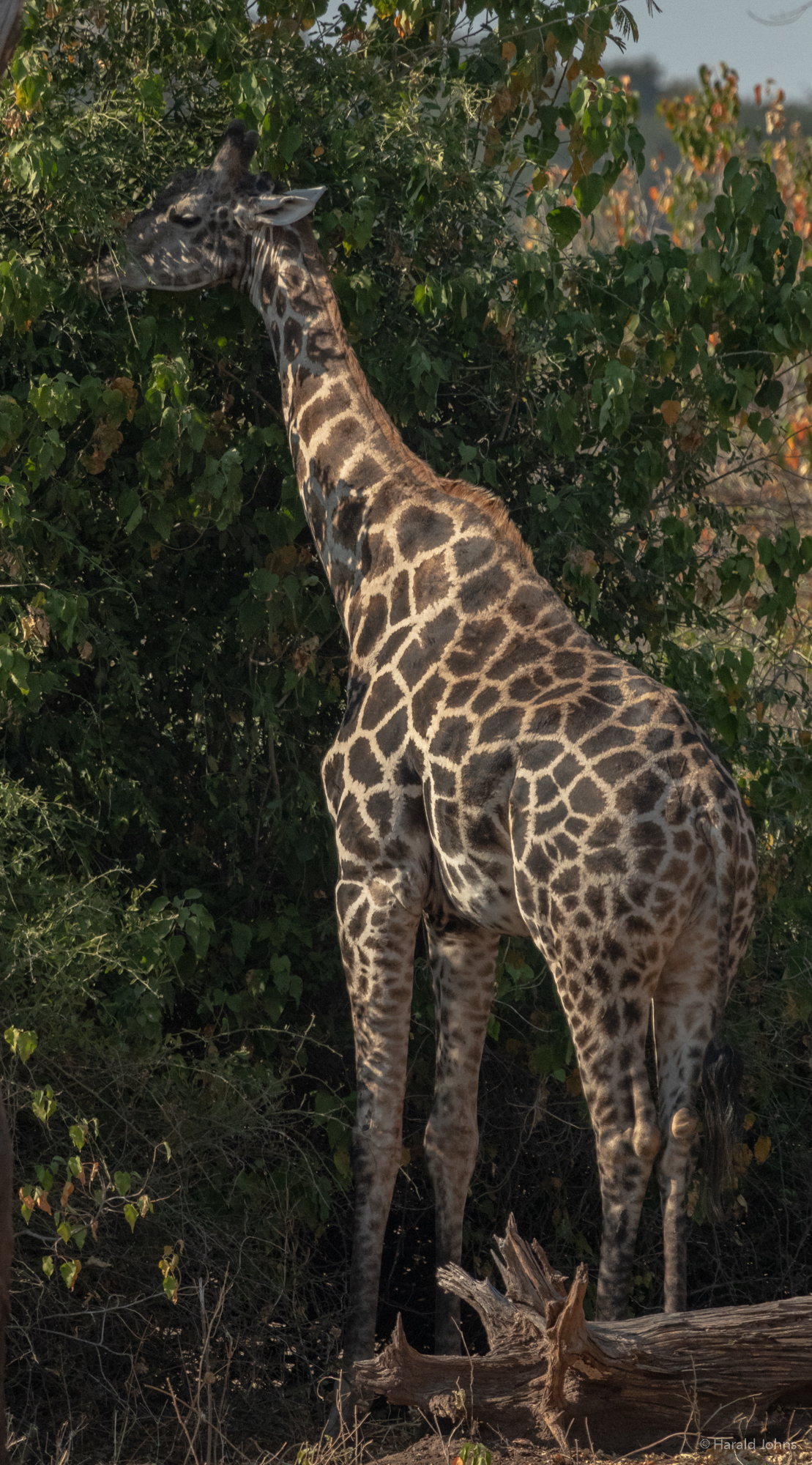 Giraffe futtert weit oben