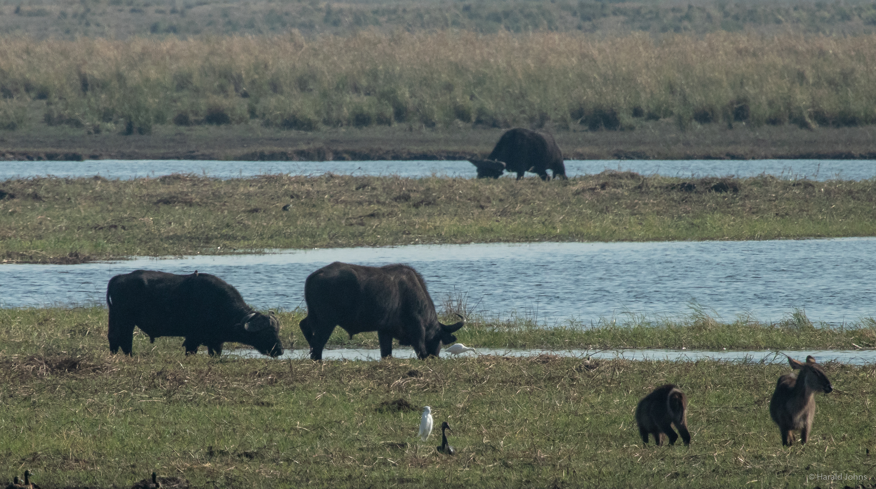 Kaffernbüffel grasen am Wasser des Cuando im Chobe National Park