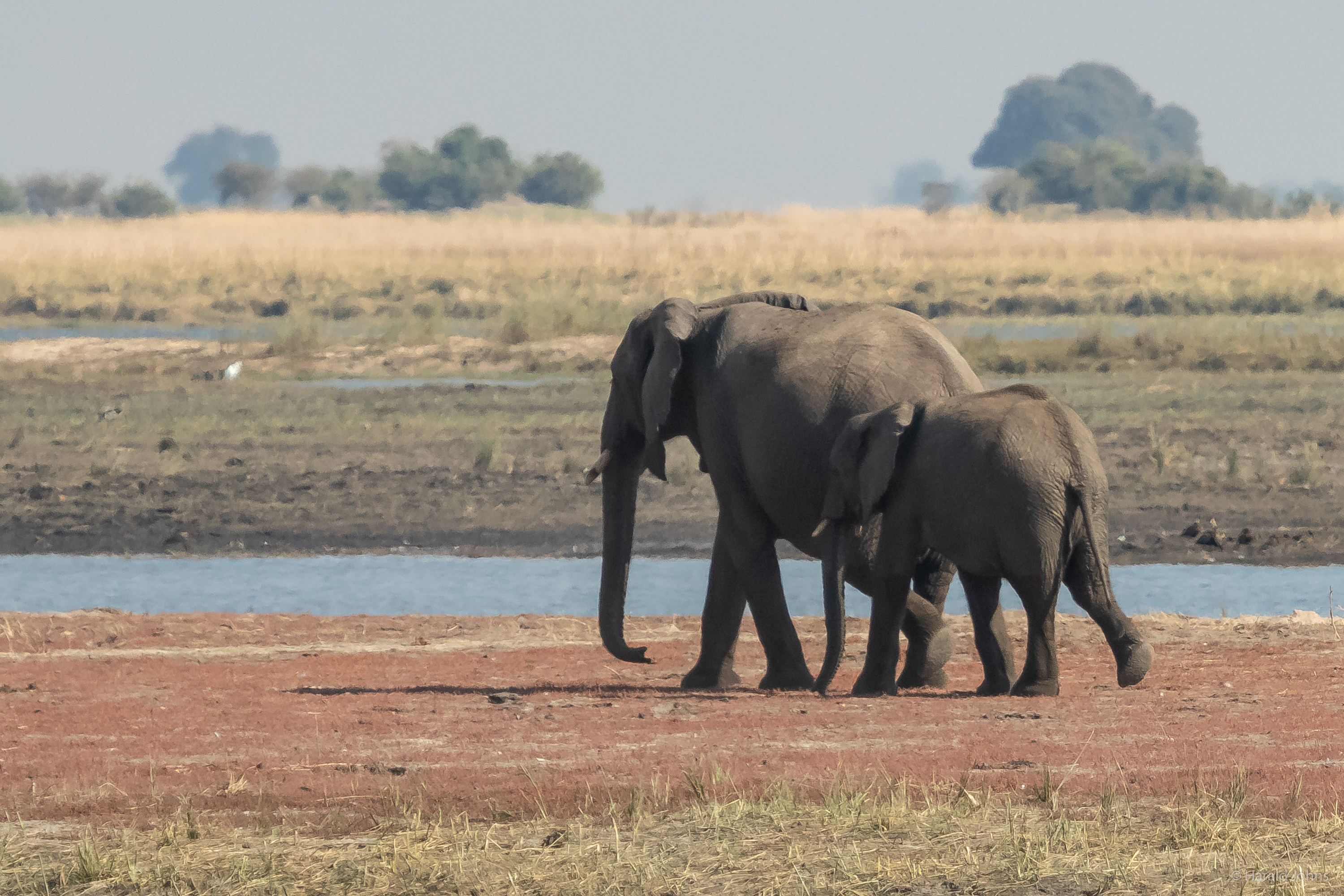 Elefanten in der Cuando-Schleife bei Serondela im Chobe-Nationalpark