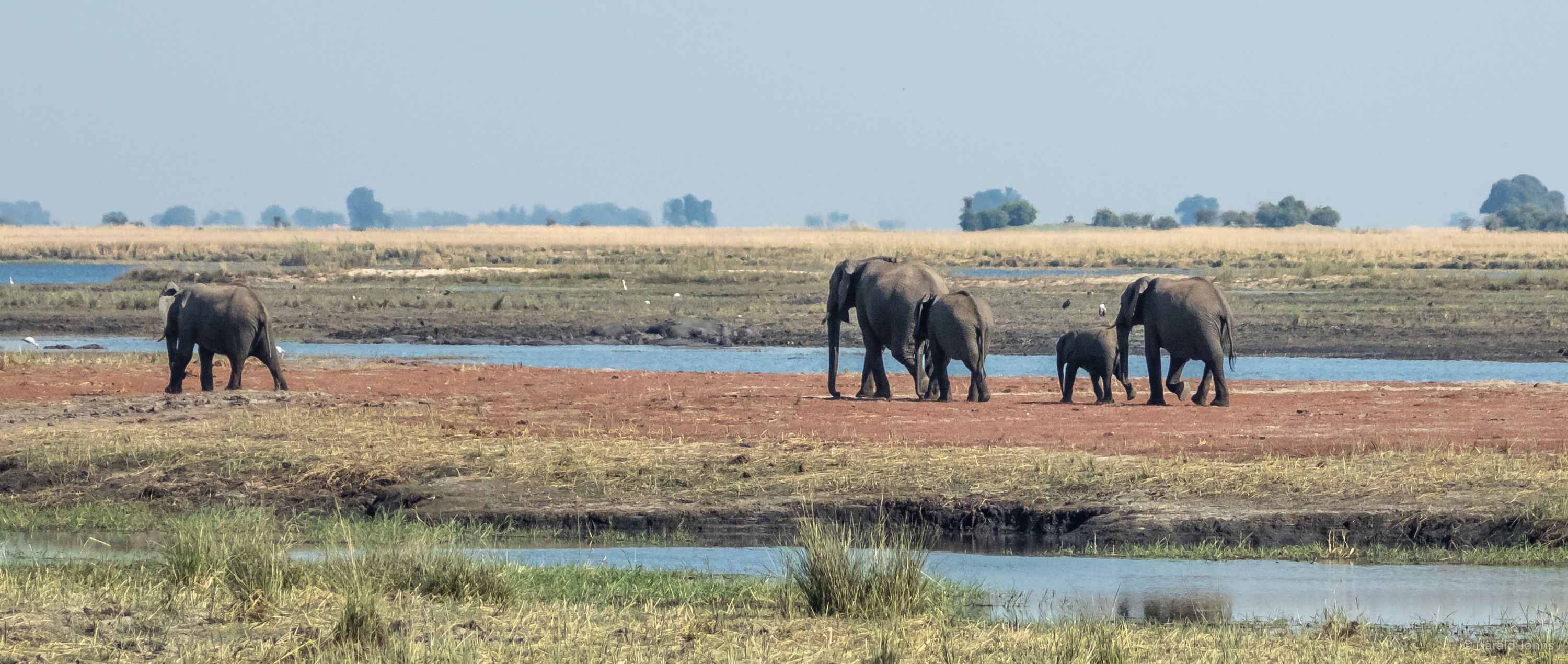 Elefanten Elefanten in der Cuando-Schleife bei Serondela im Chobe-Nationalpark