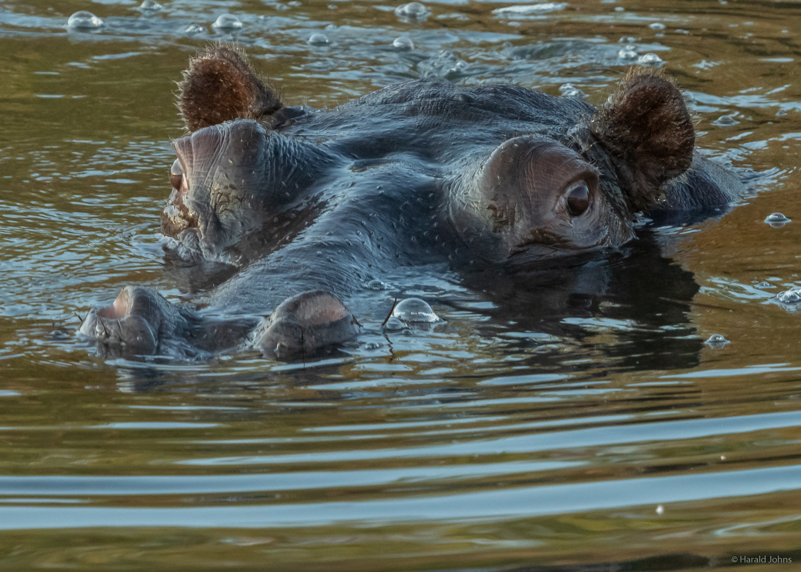Hippo - Pflusspferd (Hippopotamus) steigt auf und holt Luft.