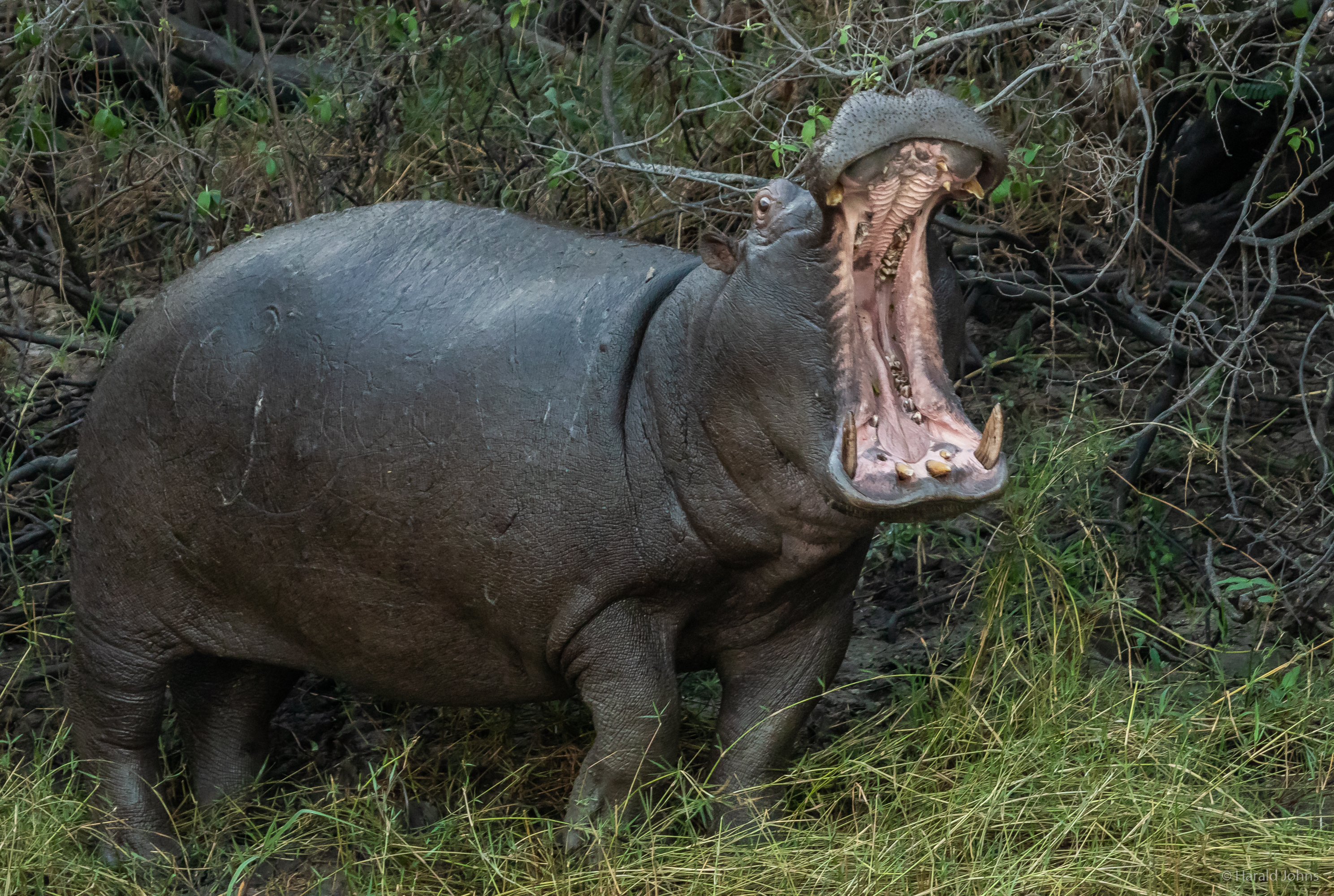 Gähnt oder imponiert dieser Hippo am Ufer?
