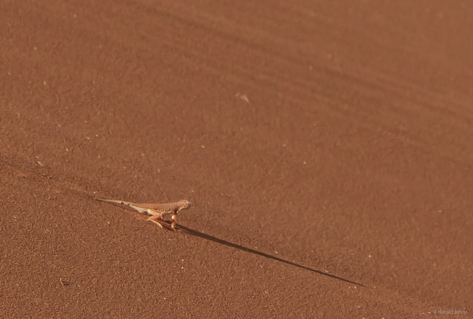Eidechse in der Namib Wüste