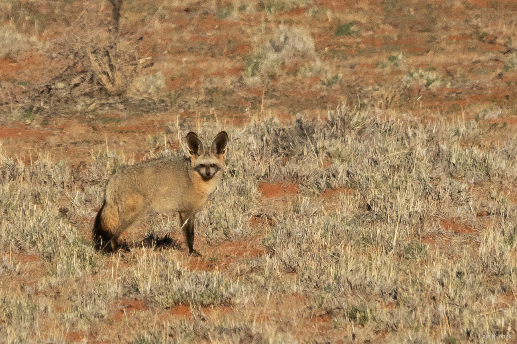 Löffelhund, fuchsartiger Wildhund der afrikanischen Savanne