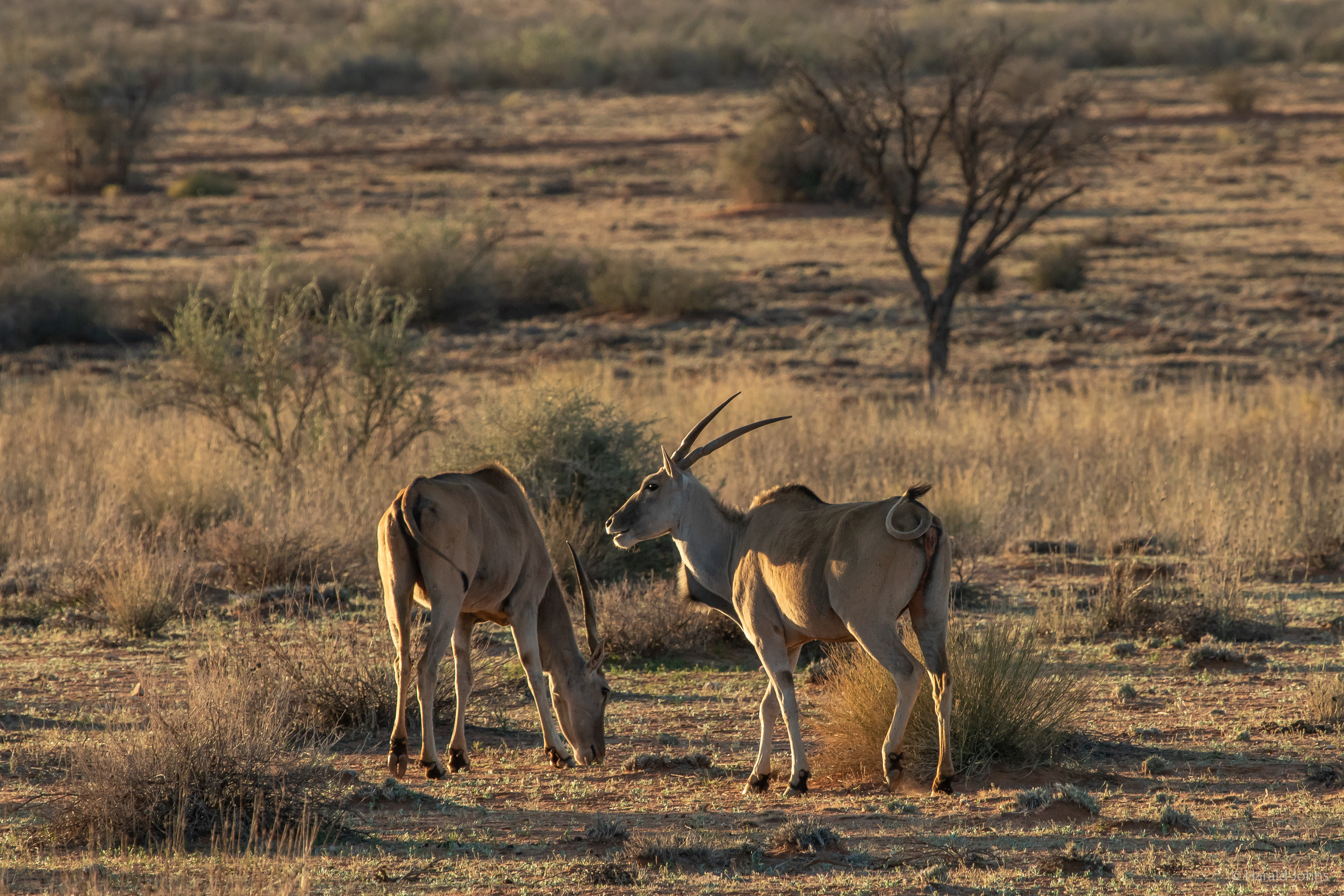 Kuhantilopen, auch Hartebeest genannt