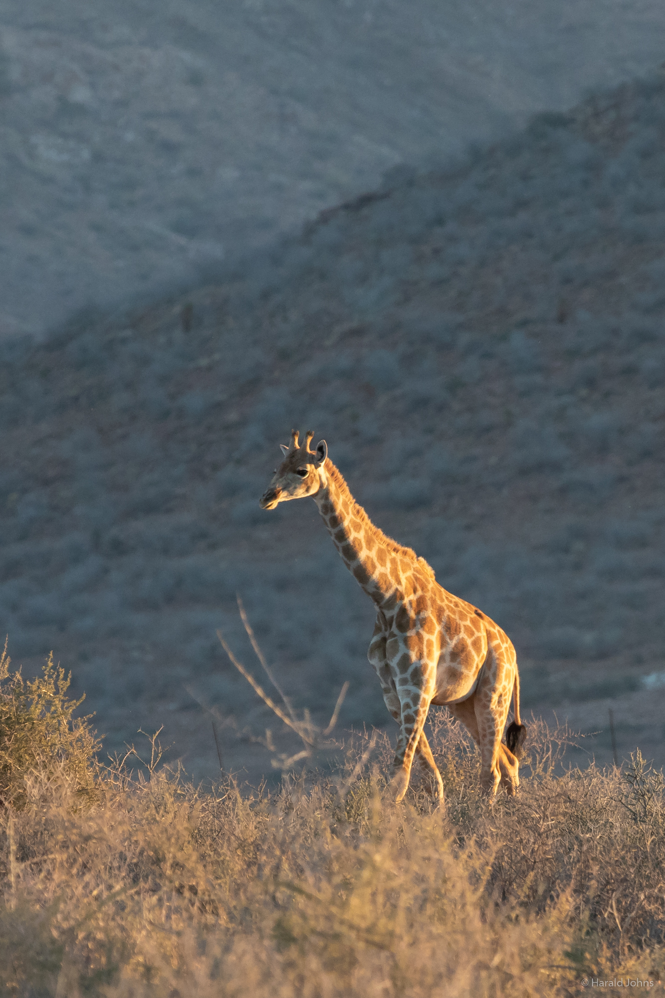 Steppengiraffe