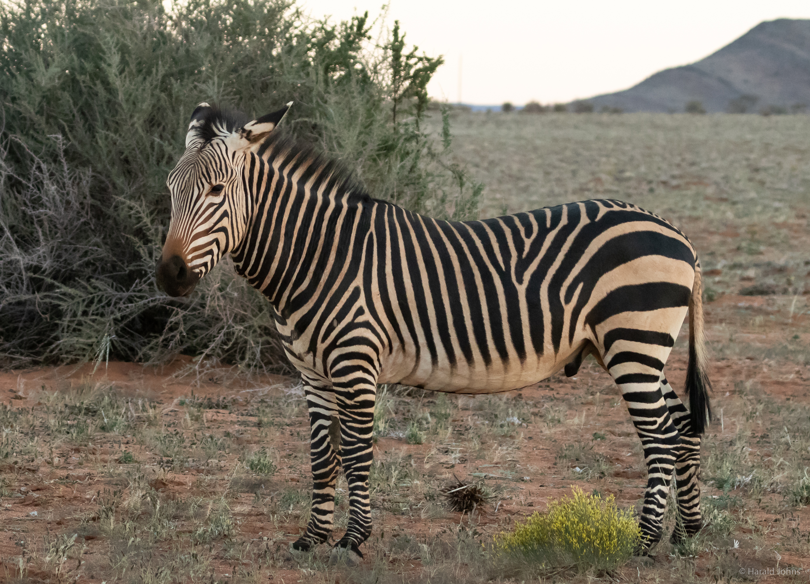 Relativ zutrauliche Bergzebras im Farmland