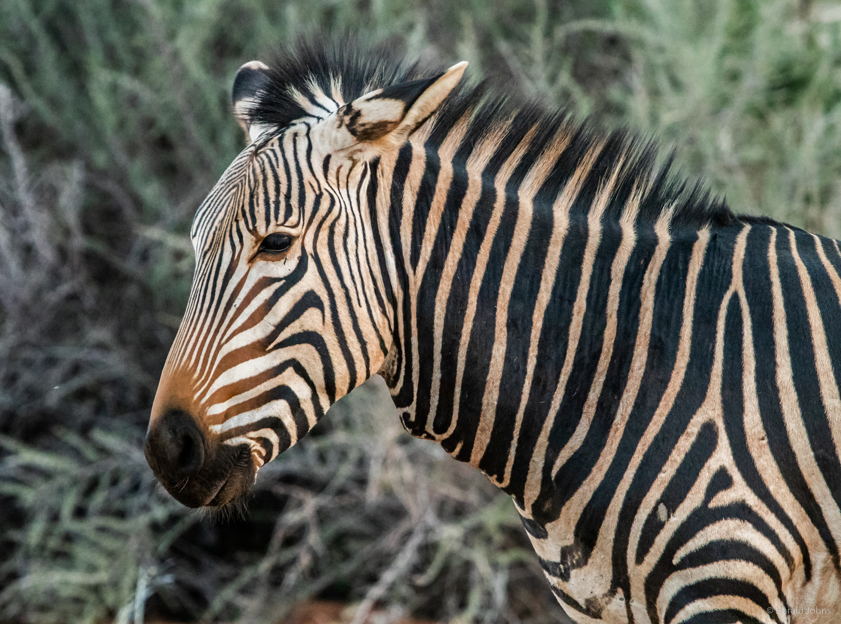 Kräftige und agile Tiere mit imposanter Zeichnung.