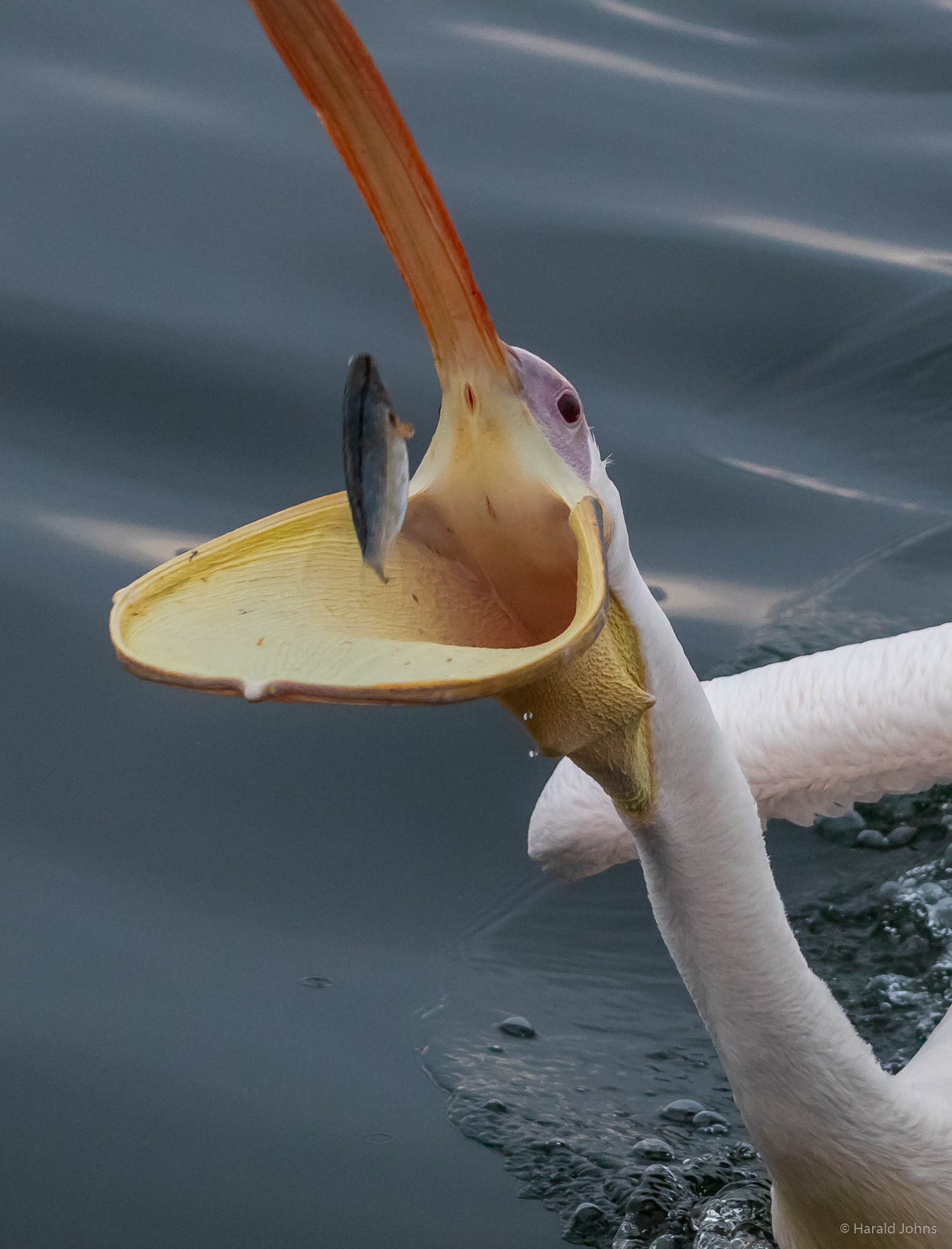 ... und schnappt nach Fisch.